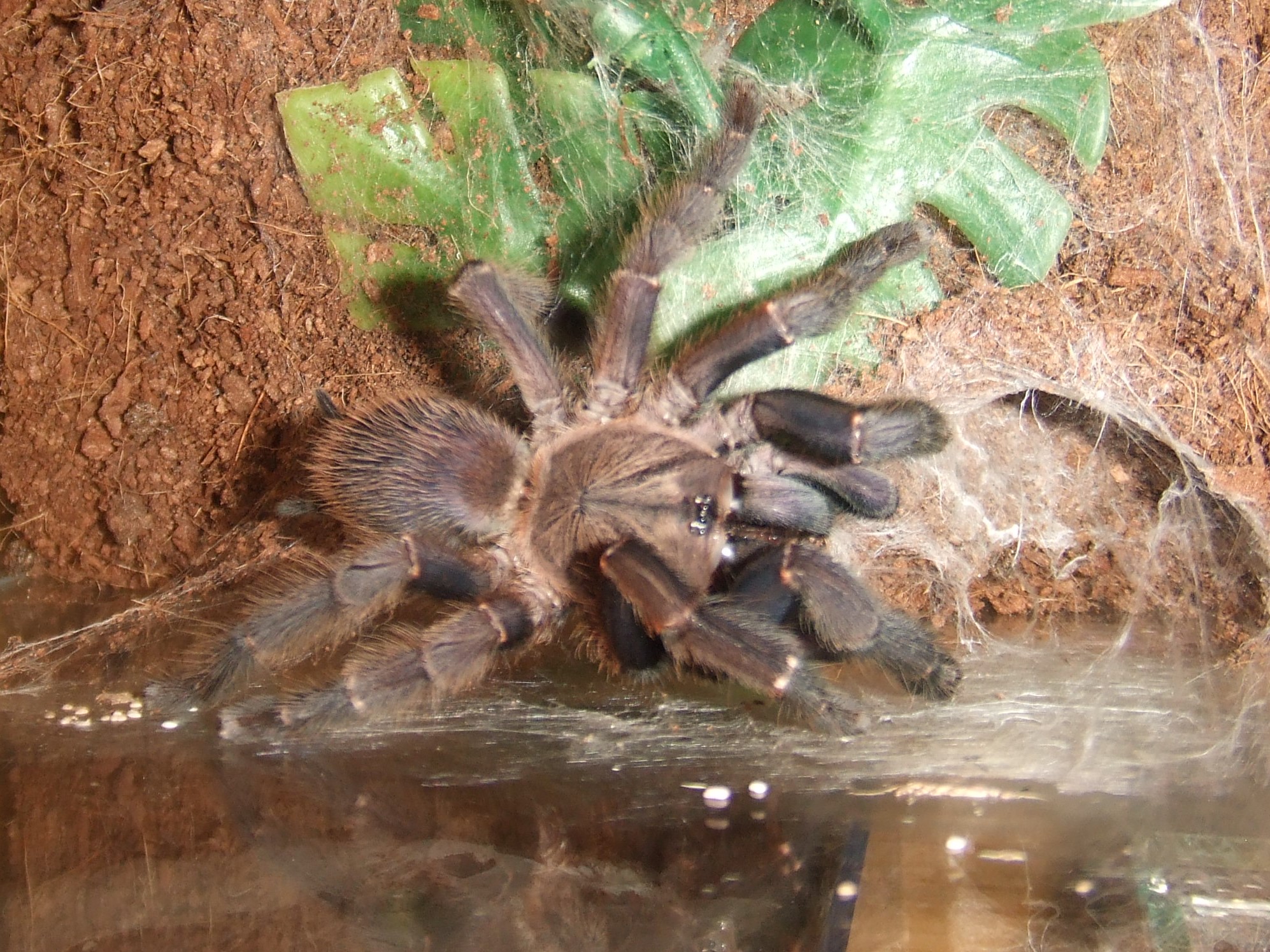 Orphnaecus sp Blue Panay -- Taal