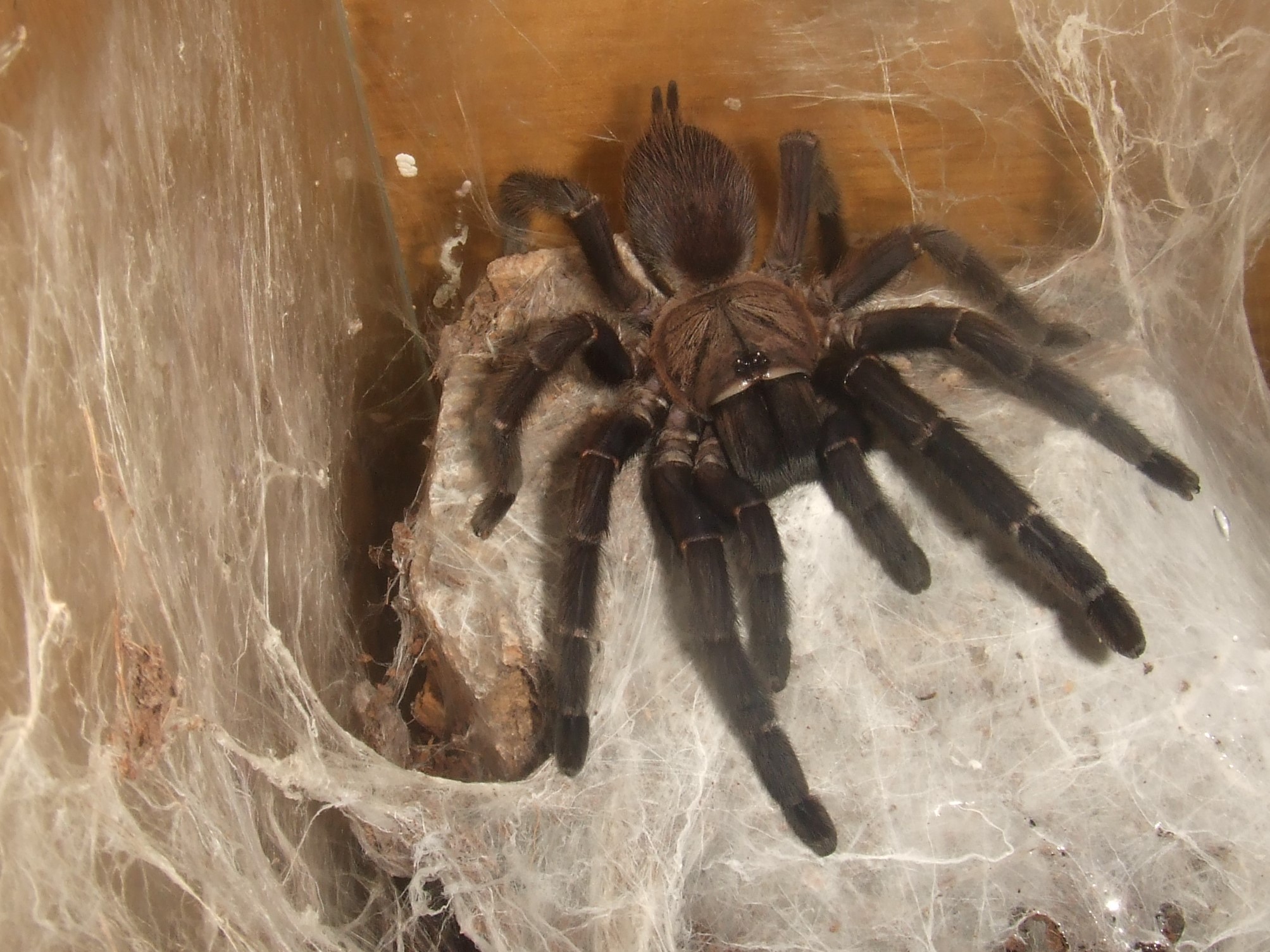 Orphnaecus sp Blue Panay - Taal