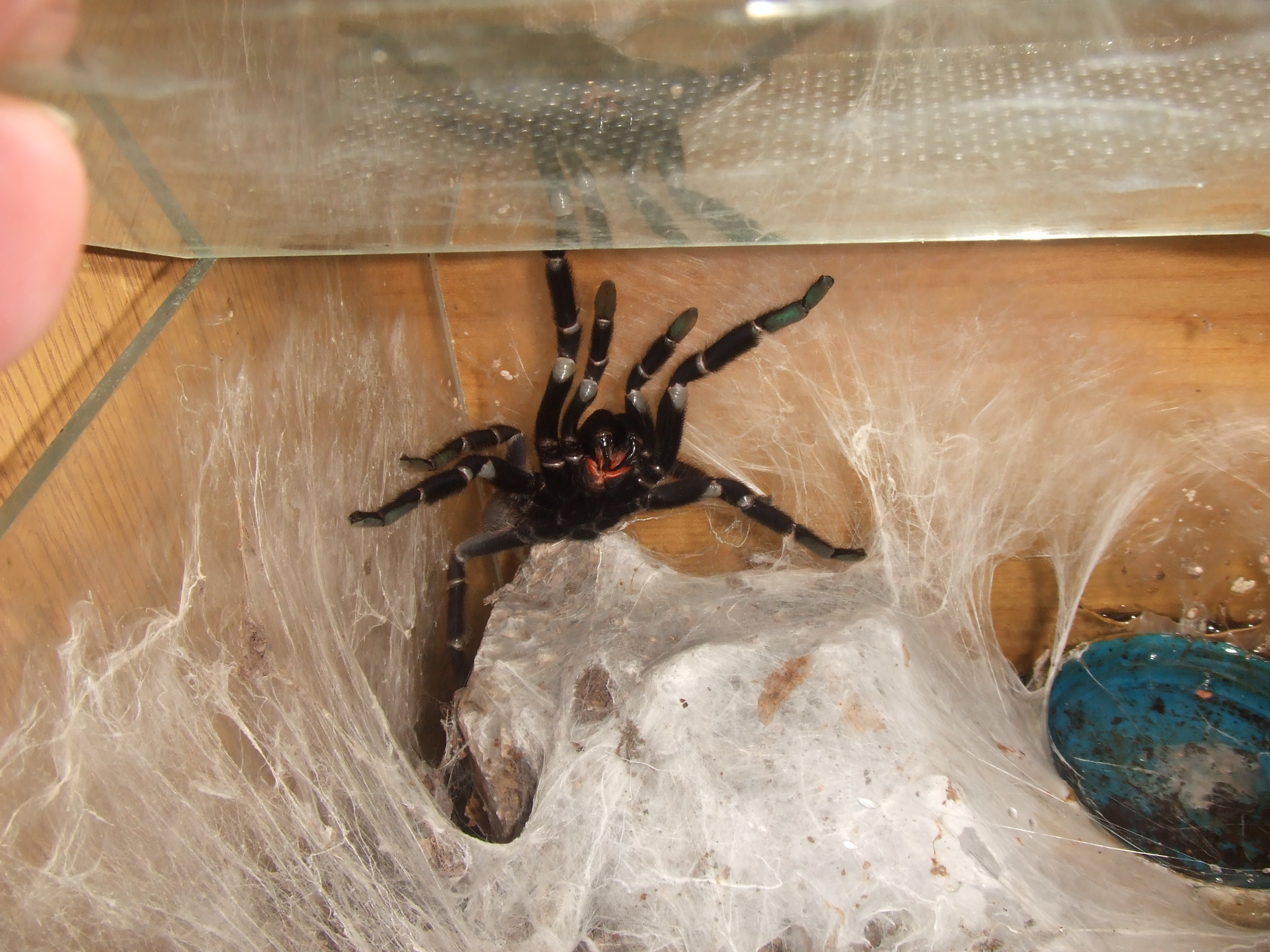 Orphnaecus sp Blue Panay - Taal