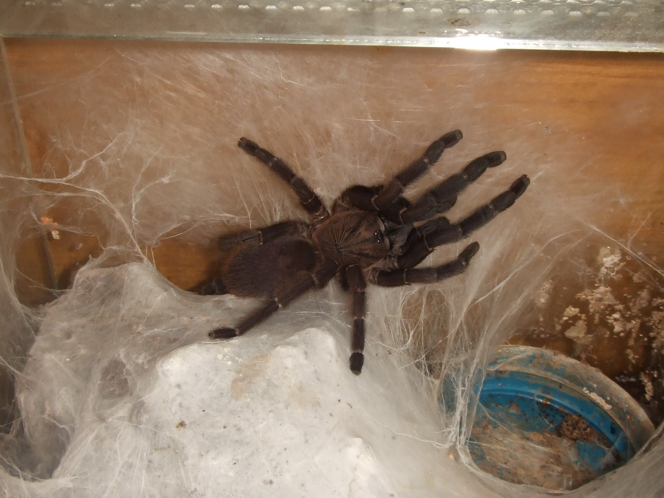 Orphnaecus sp Blue Panay - Taal