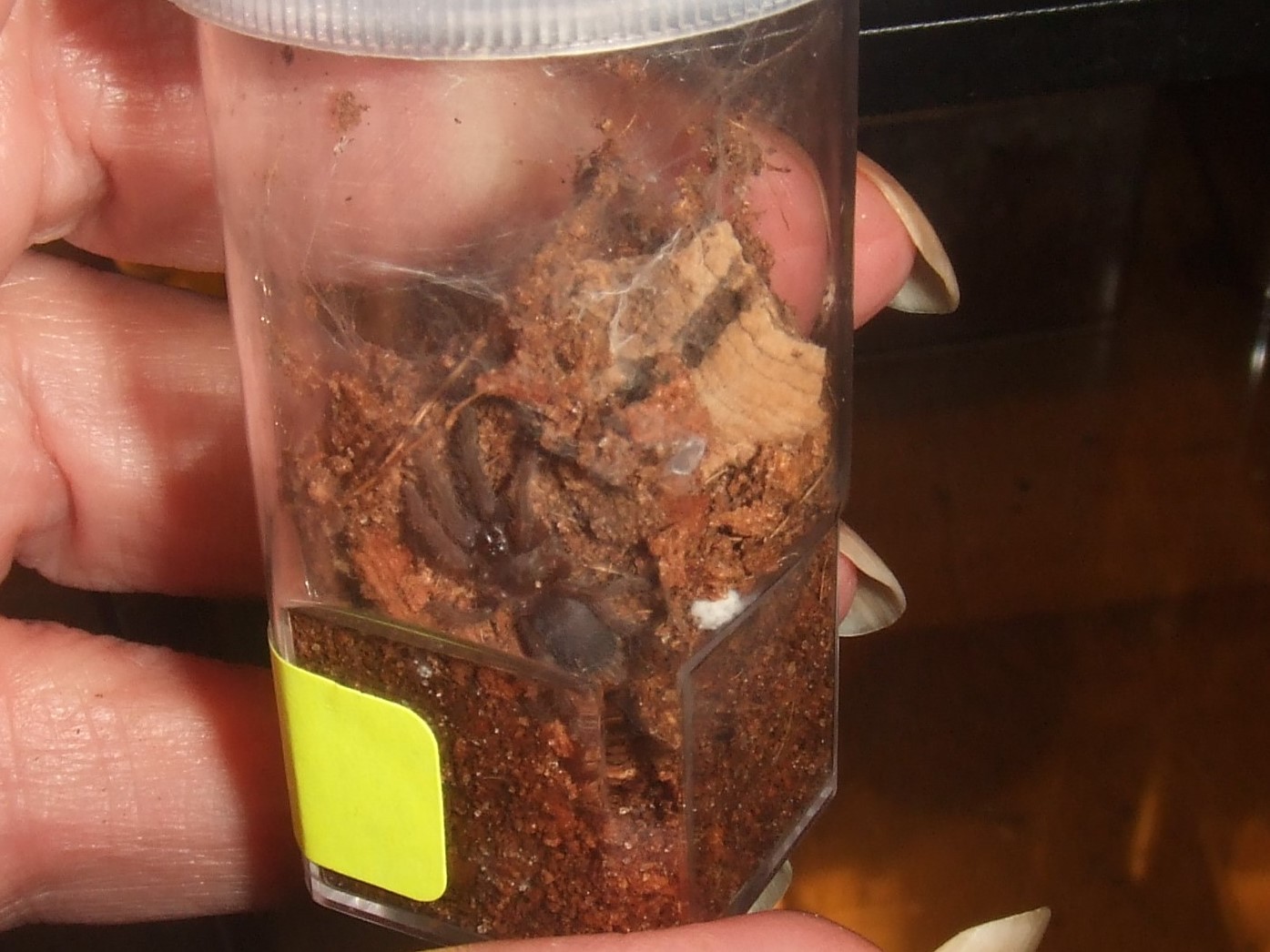 Orphnaecus sp. Blue Quezon - Pasig