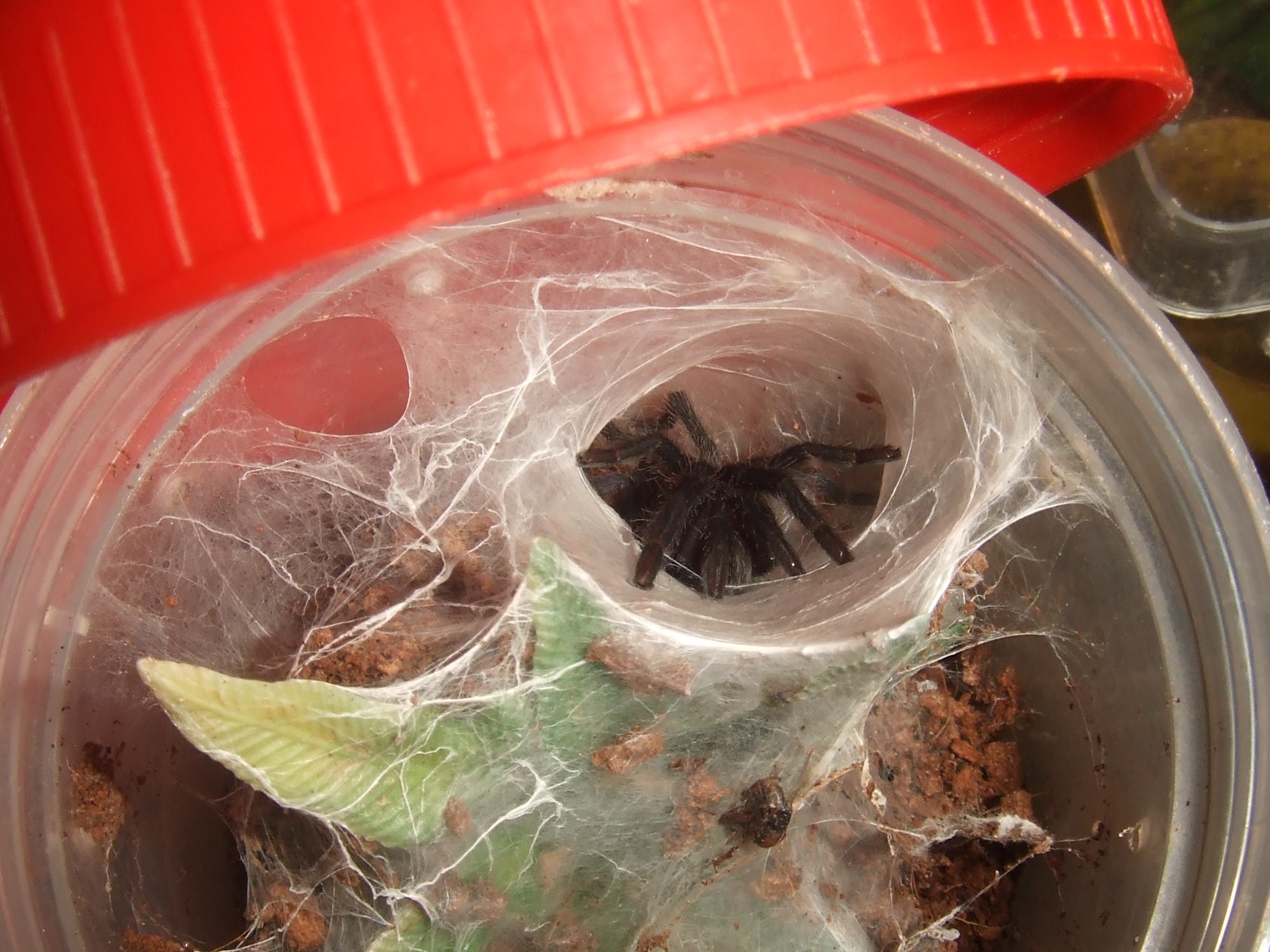 Orphnaecus sp. Blue Quezon - Pasig