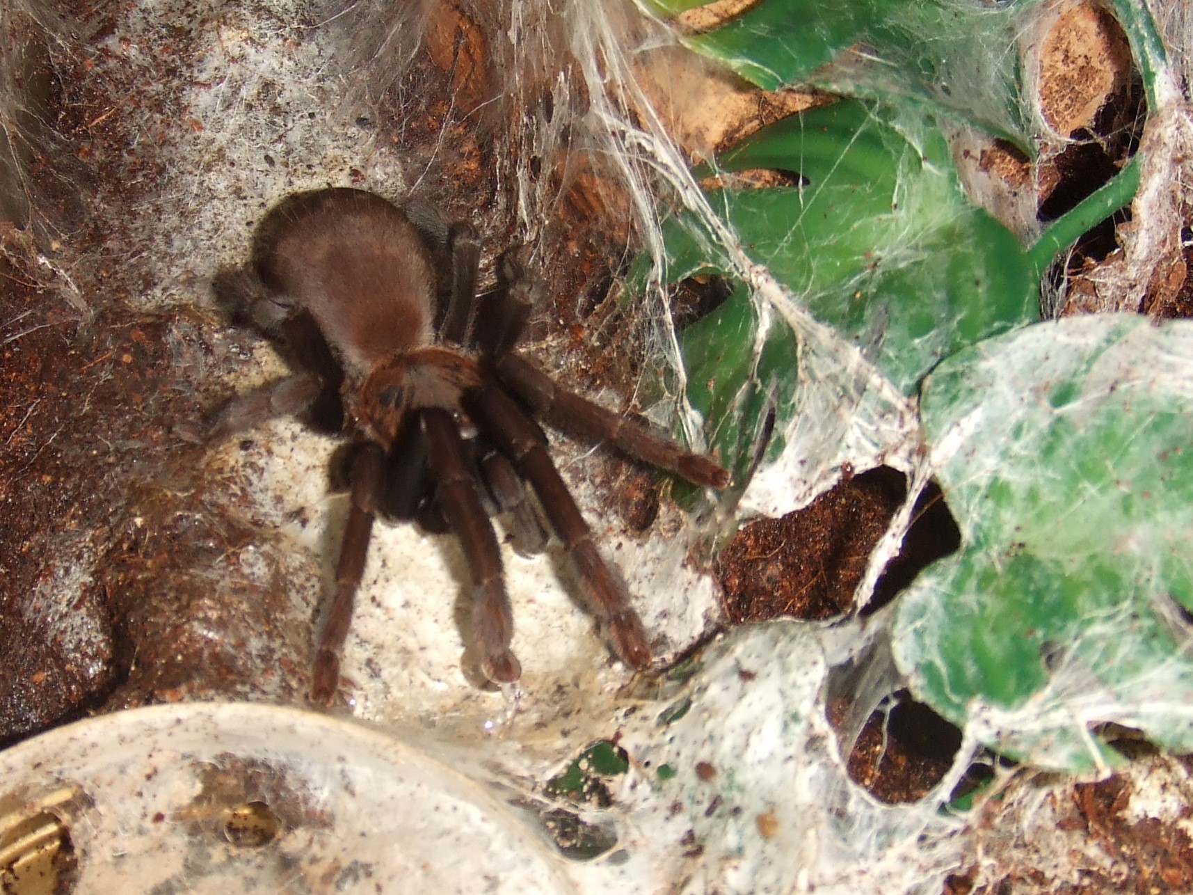 Orphnaecus sp negros - Bago