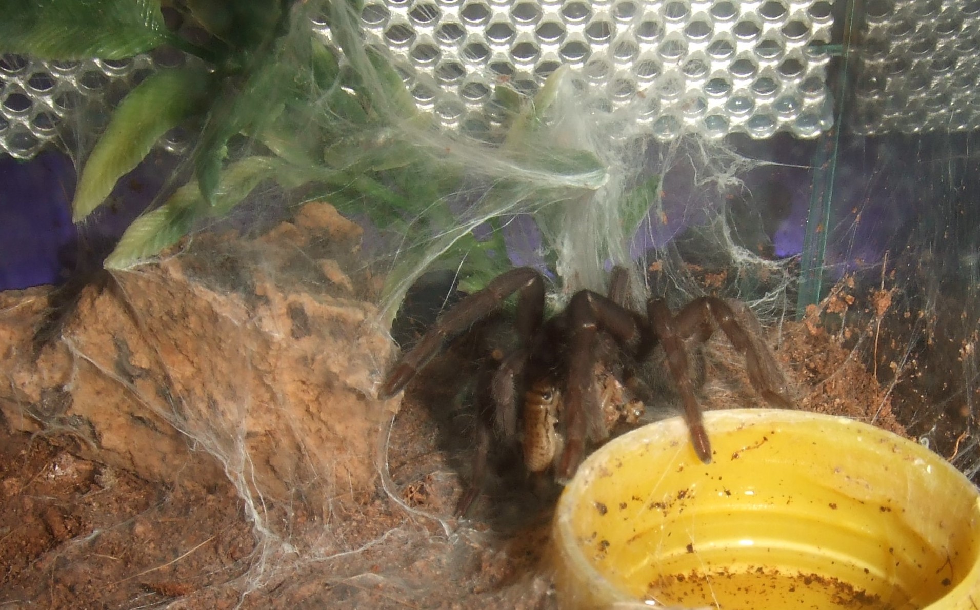 Orphnaecus sp negros - Bais