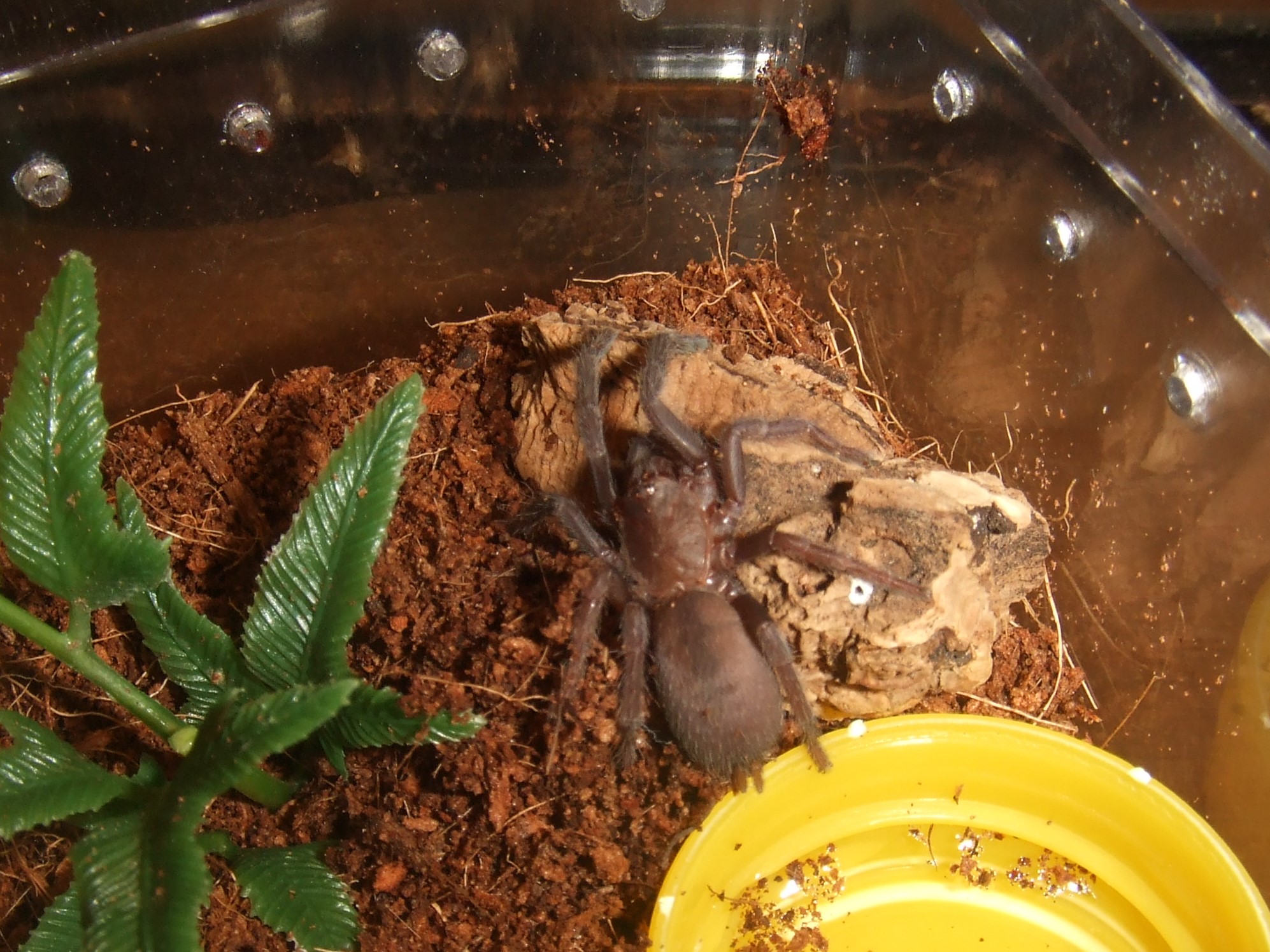 Orphnaecus sp negros - Dewey