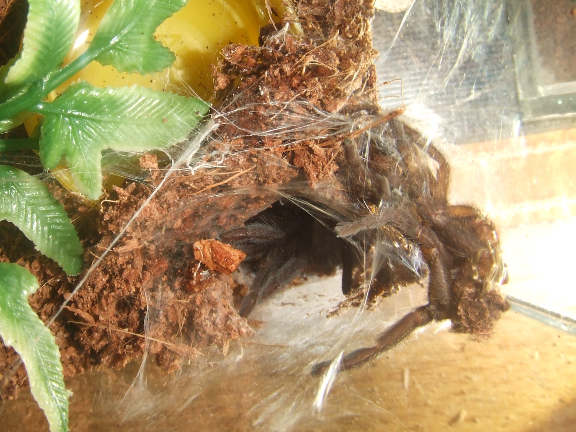 Orphnaecus sp negros - Dewey