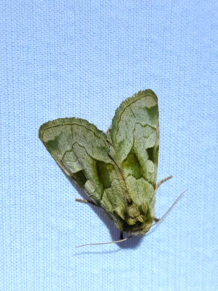 Oslaria viridifera - Green oslaria