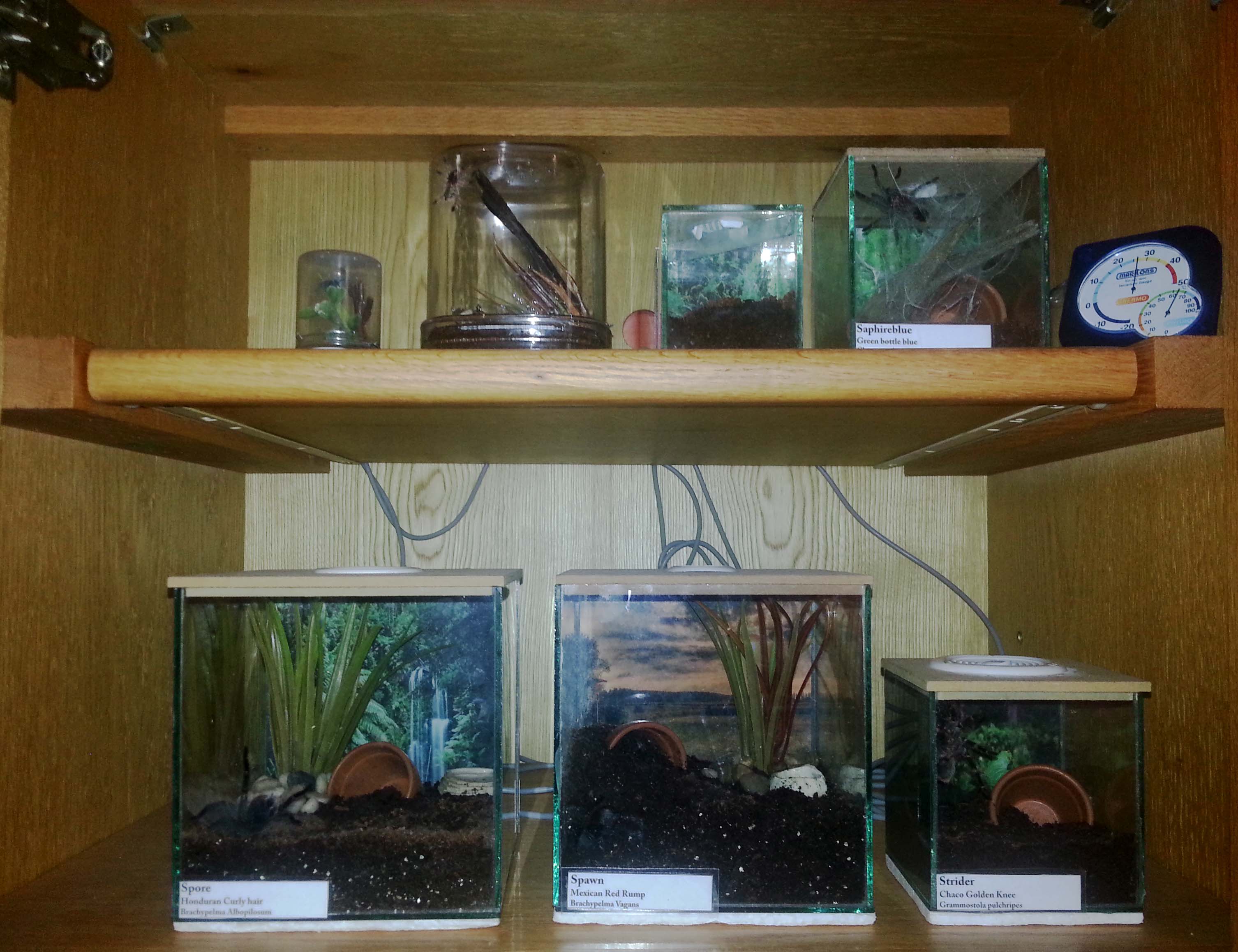 Our Tarantula enclosures
