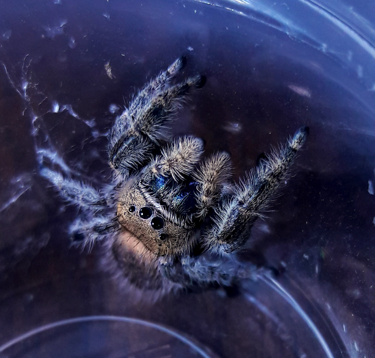 P. Apacheanus 'salmon-grey'