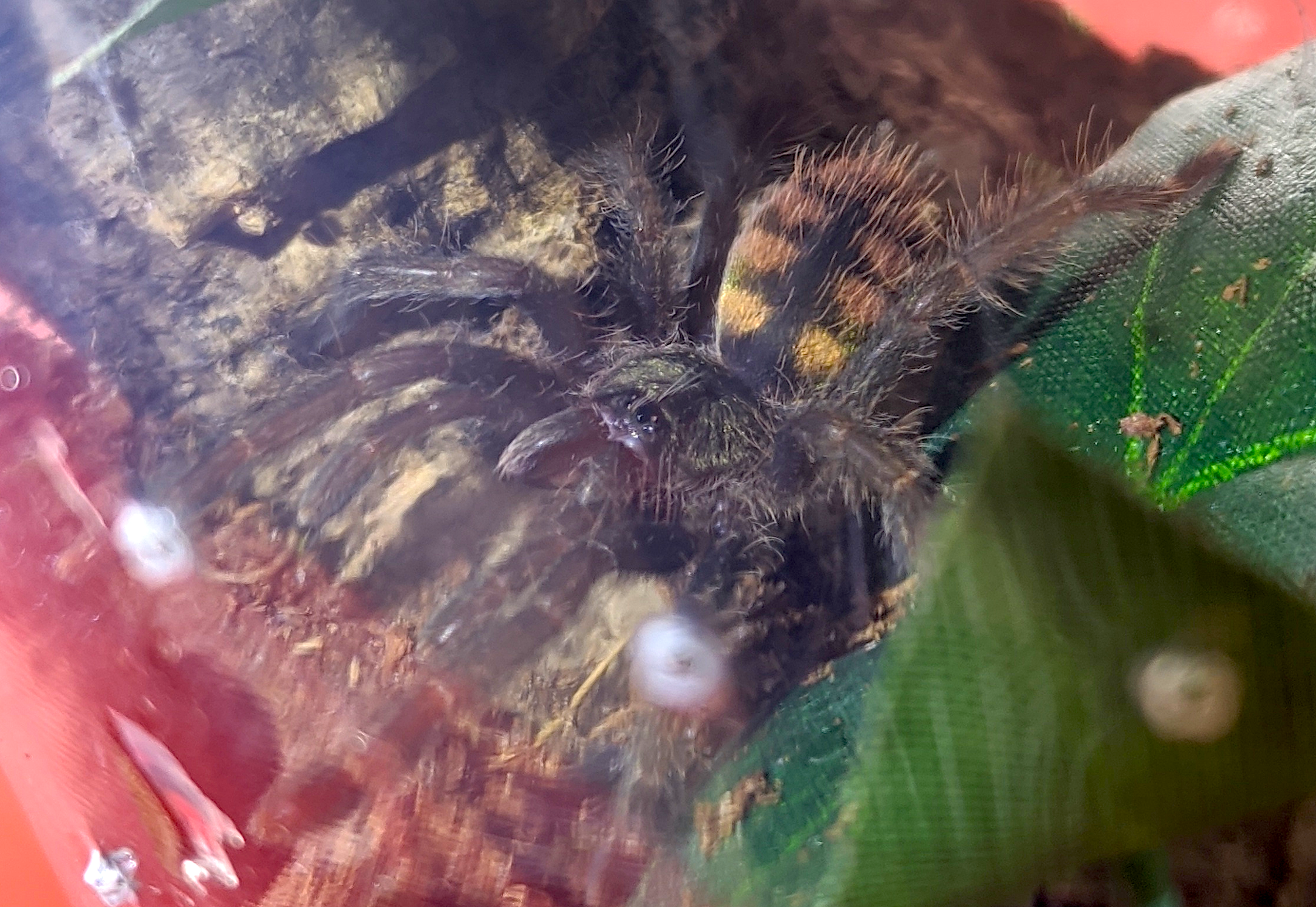 P burgessi portrait pic