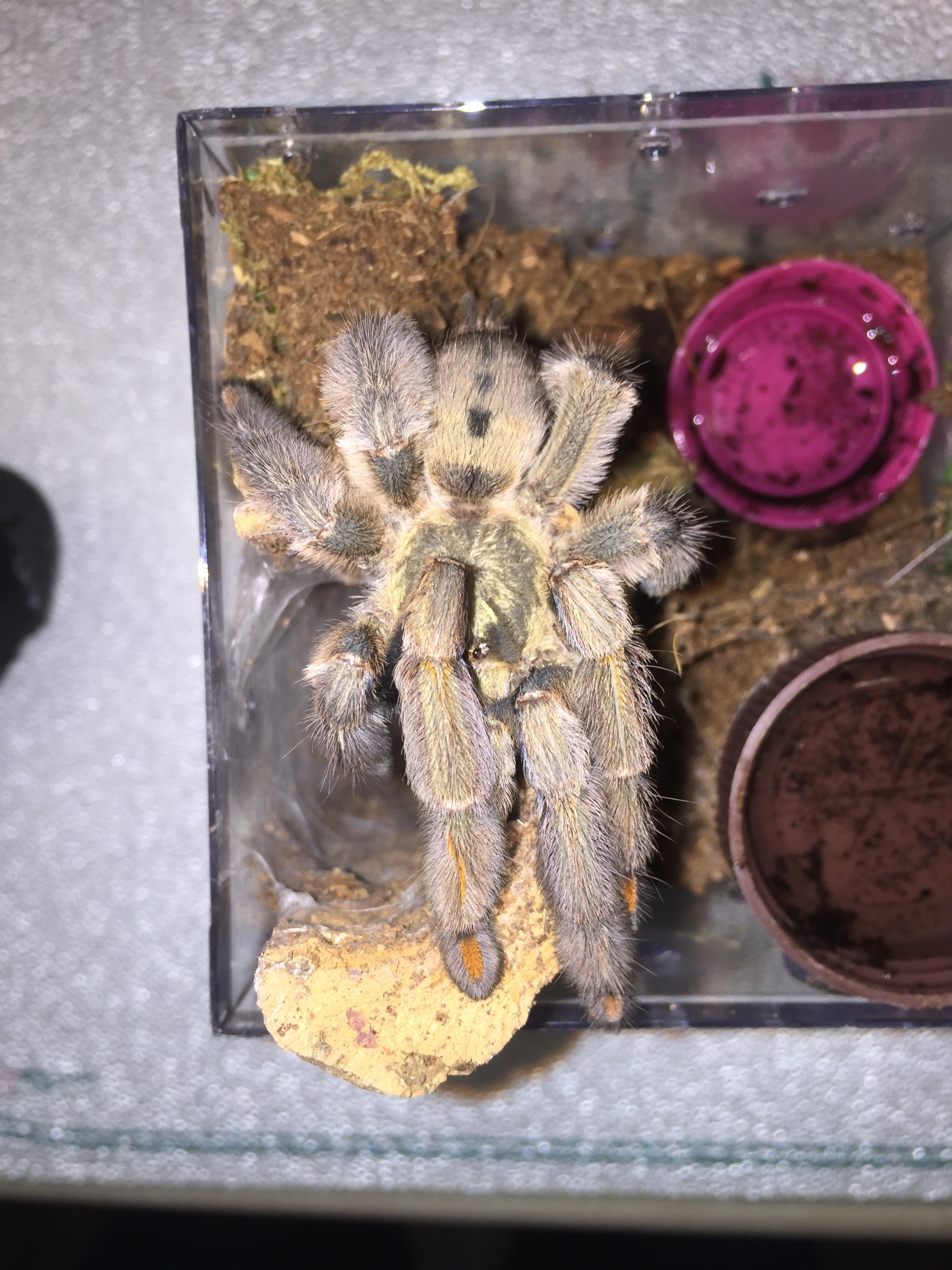 P cam just molted
