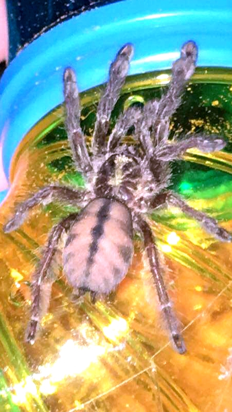 P. cambridgei