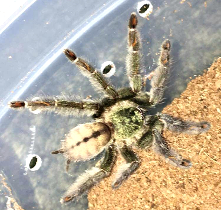P. cambridgei