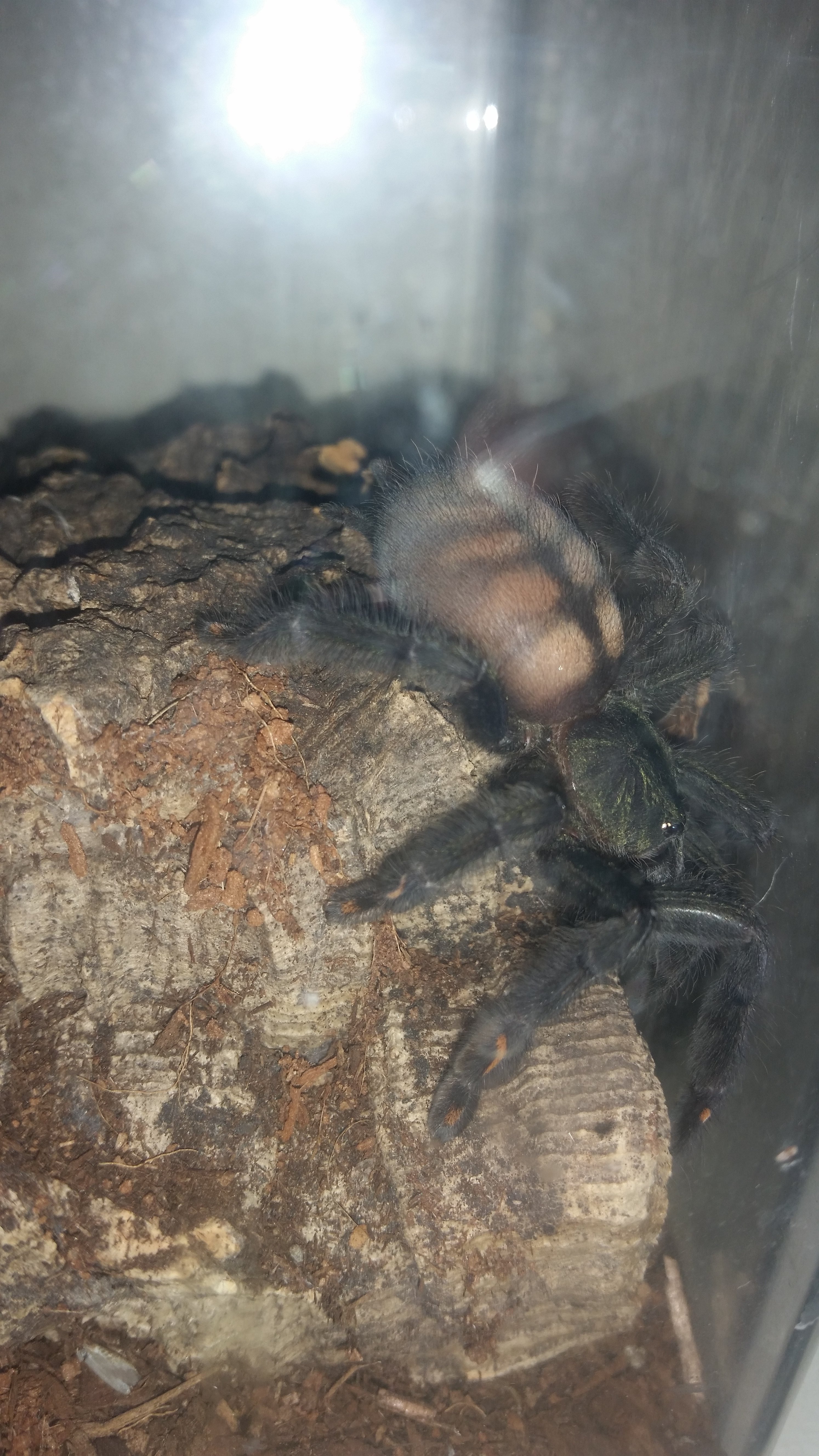 P. IRMINIA Aka. RA