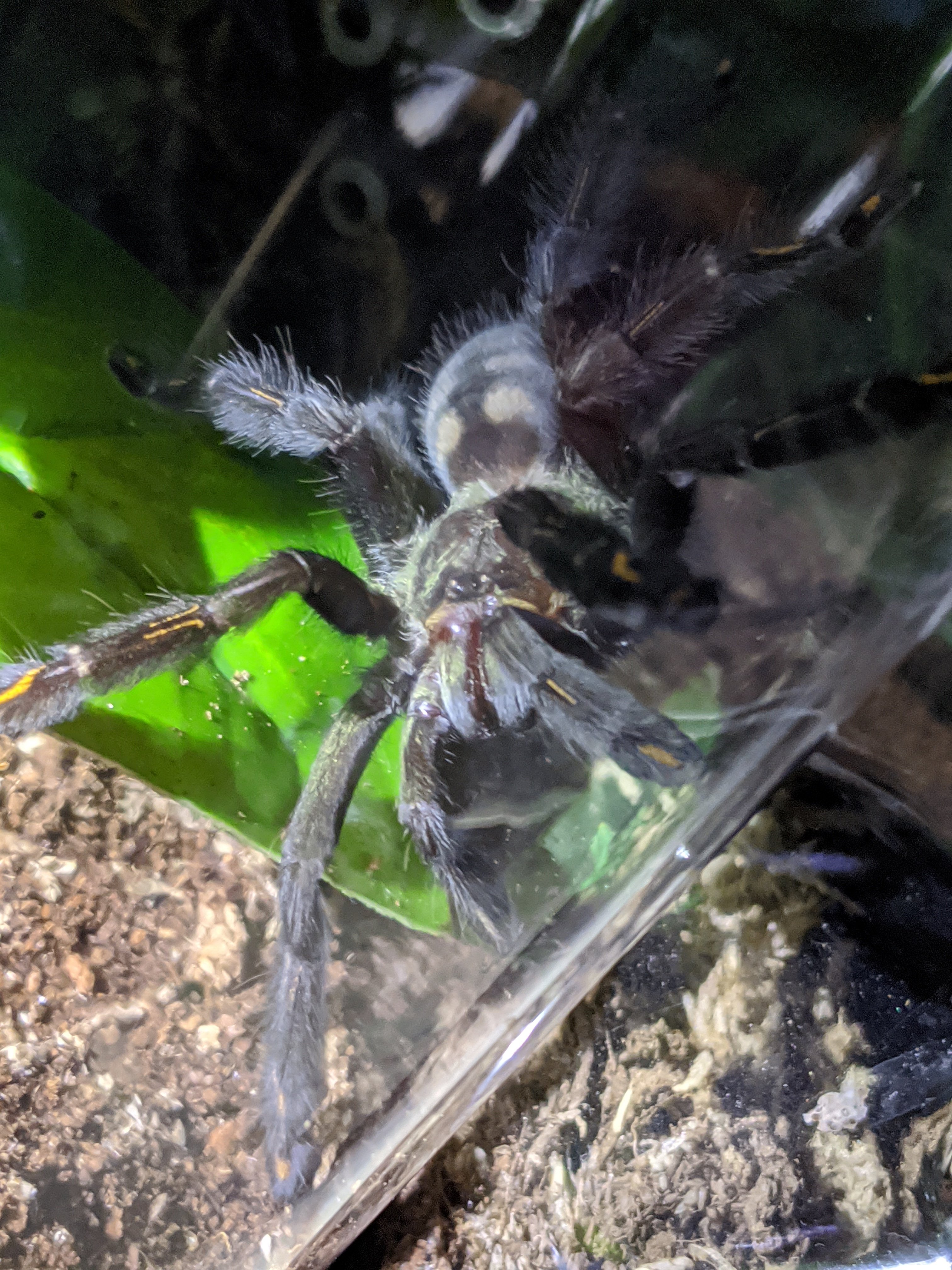 P irminia exploring
