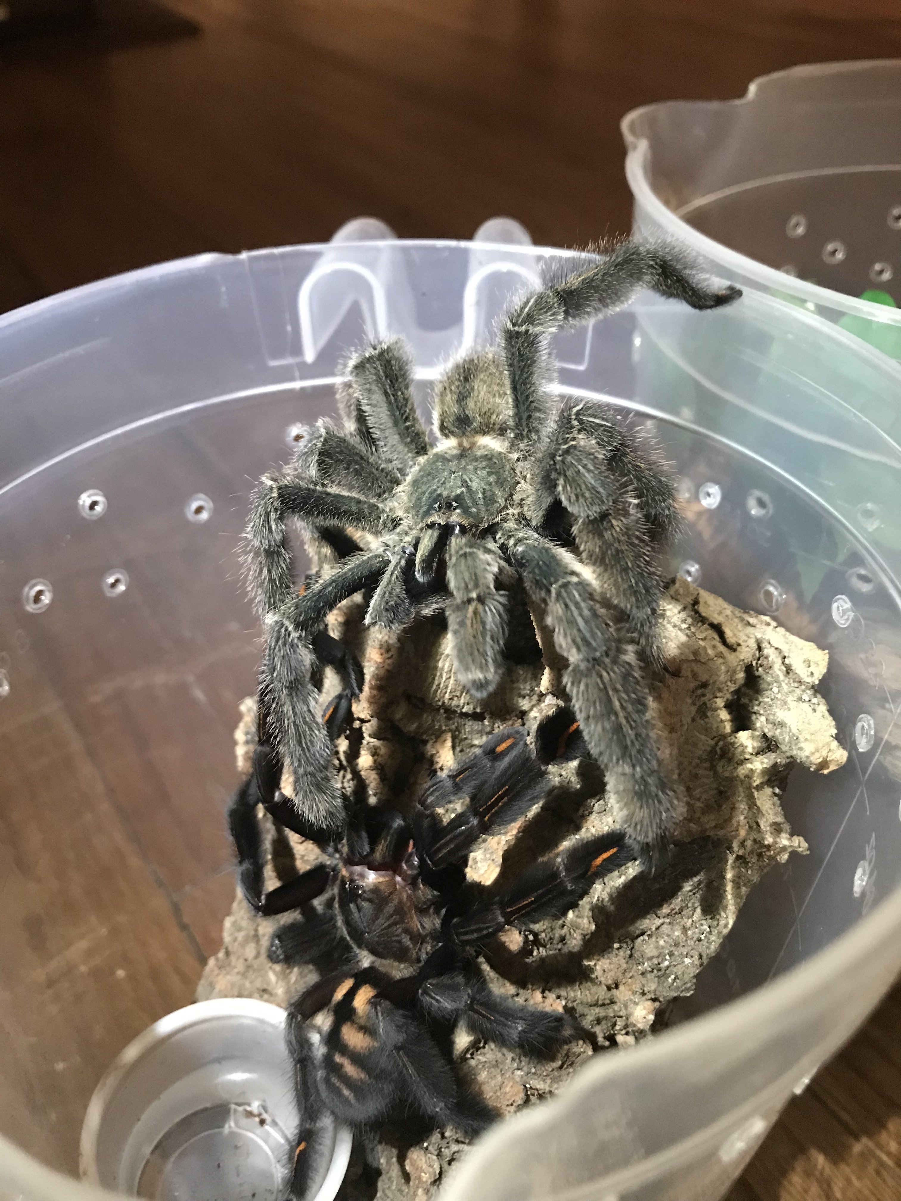 P. irminia.jpeg