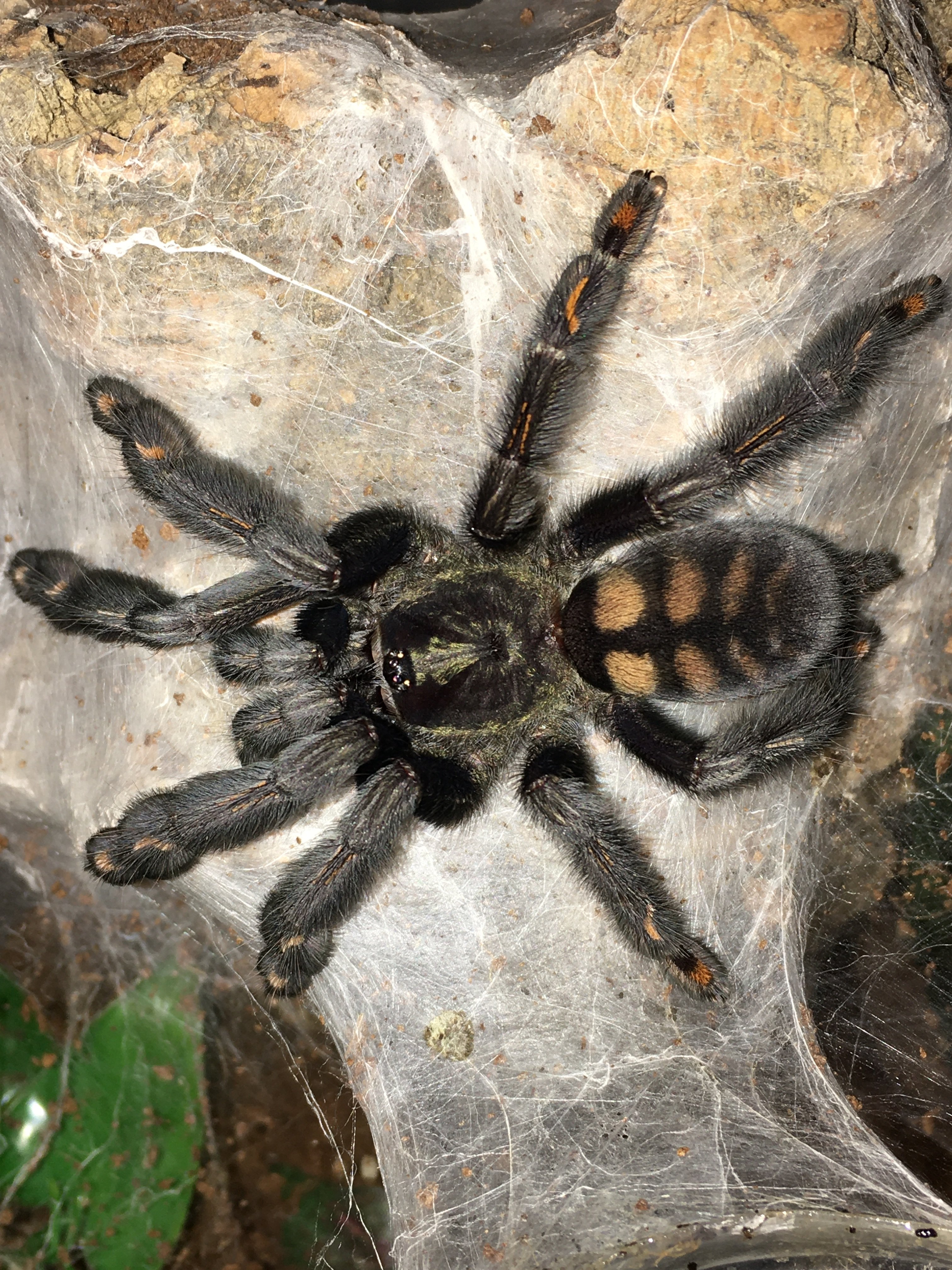 P Irminia (large juv female)