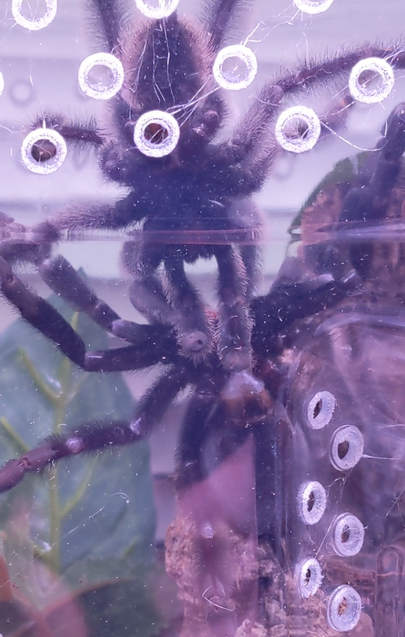 P irminia pairing still ****