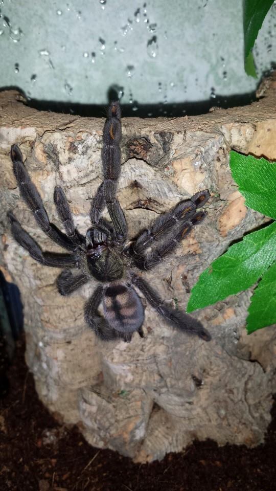 P. irminia