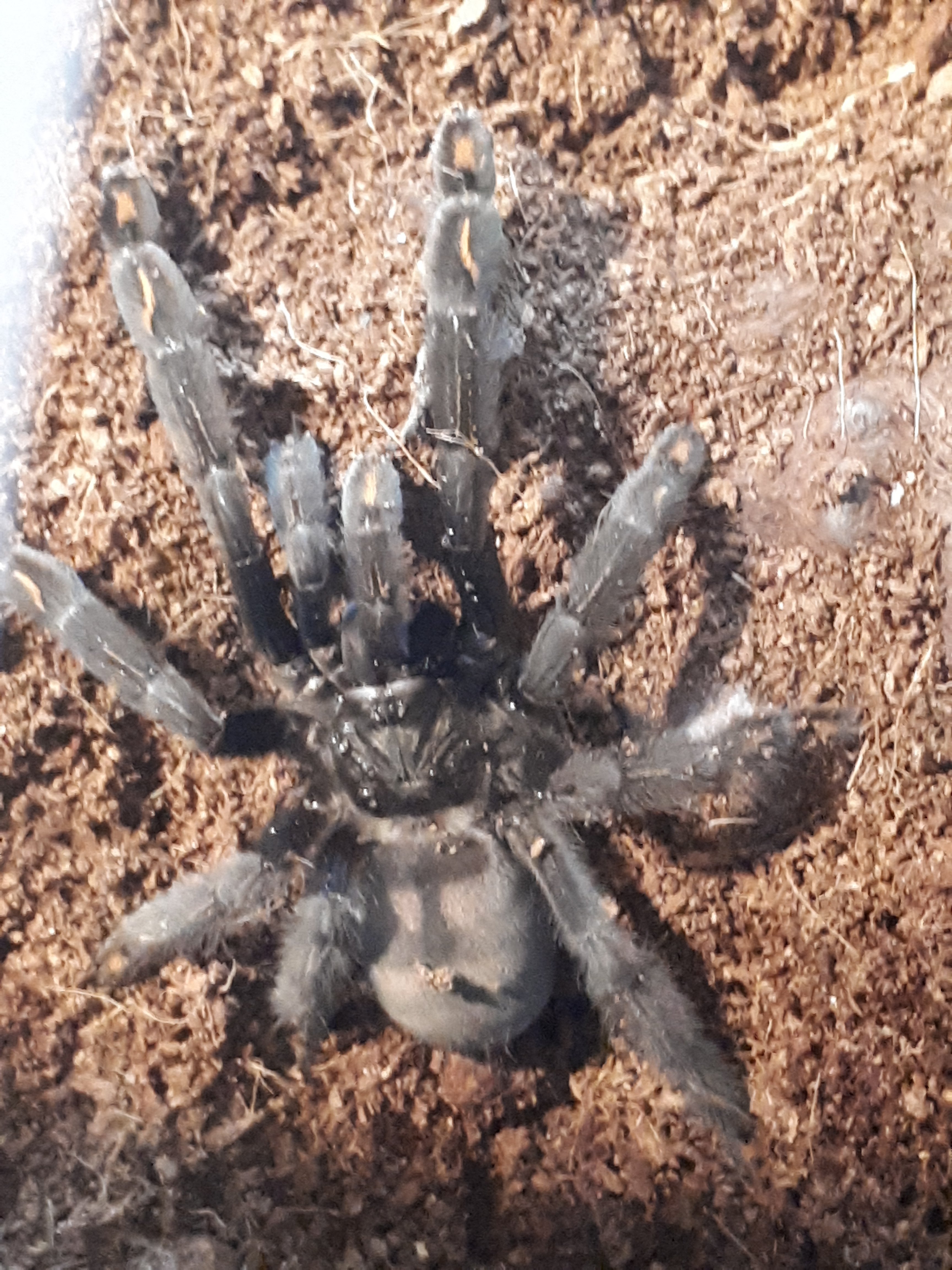 P. irminia