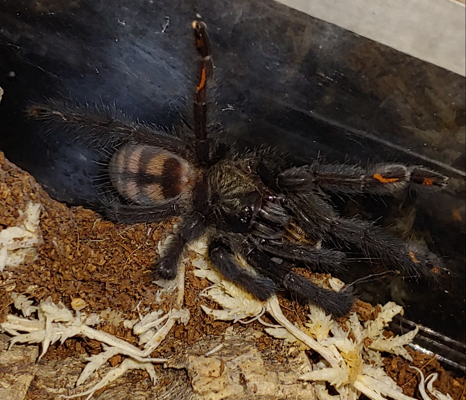 P.irminia