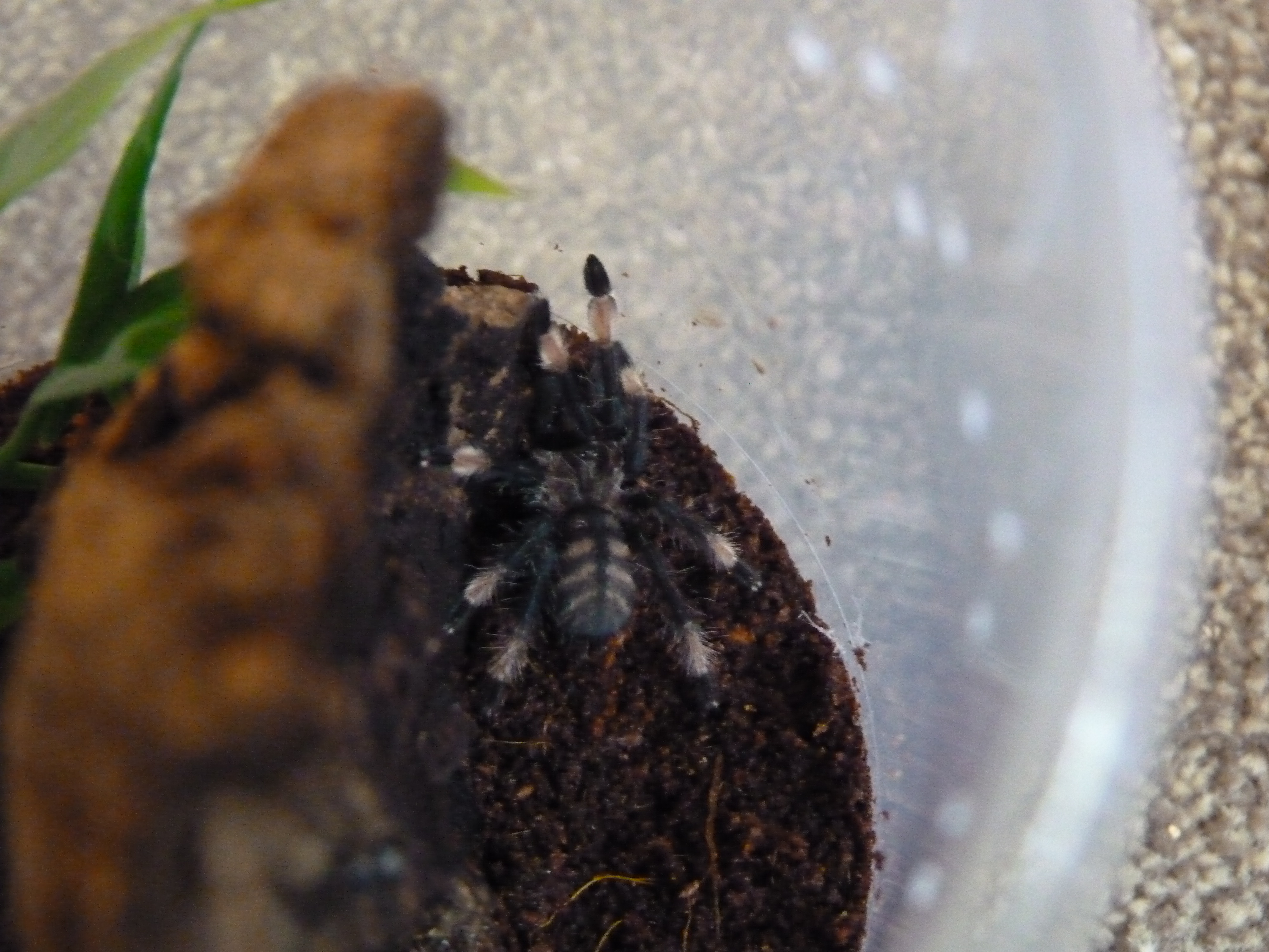 P Irminia