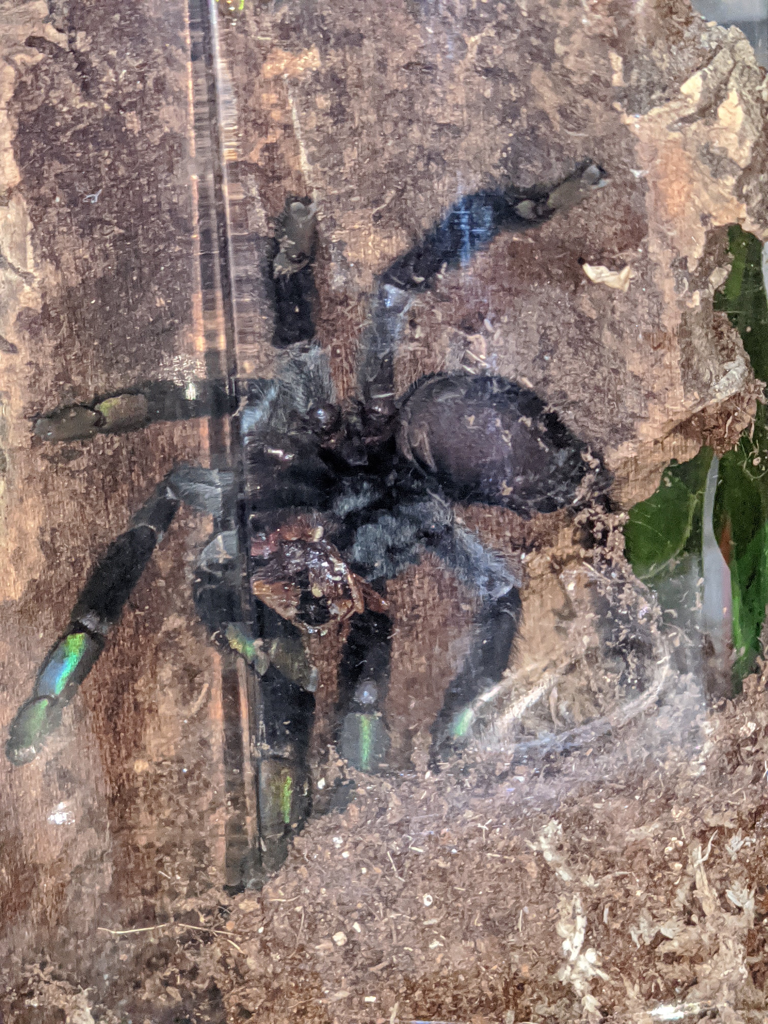 P irminia's first roach