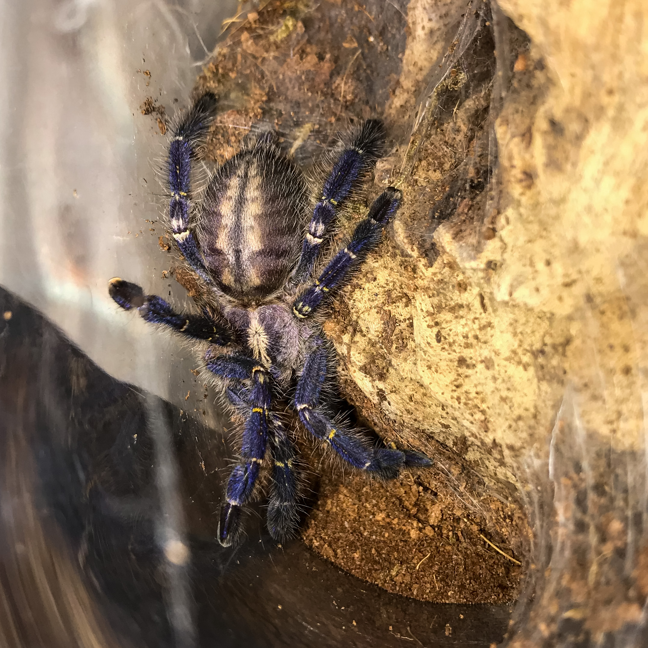 P metallica “Arrogate”