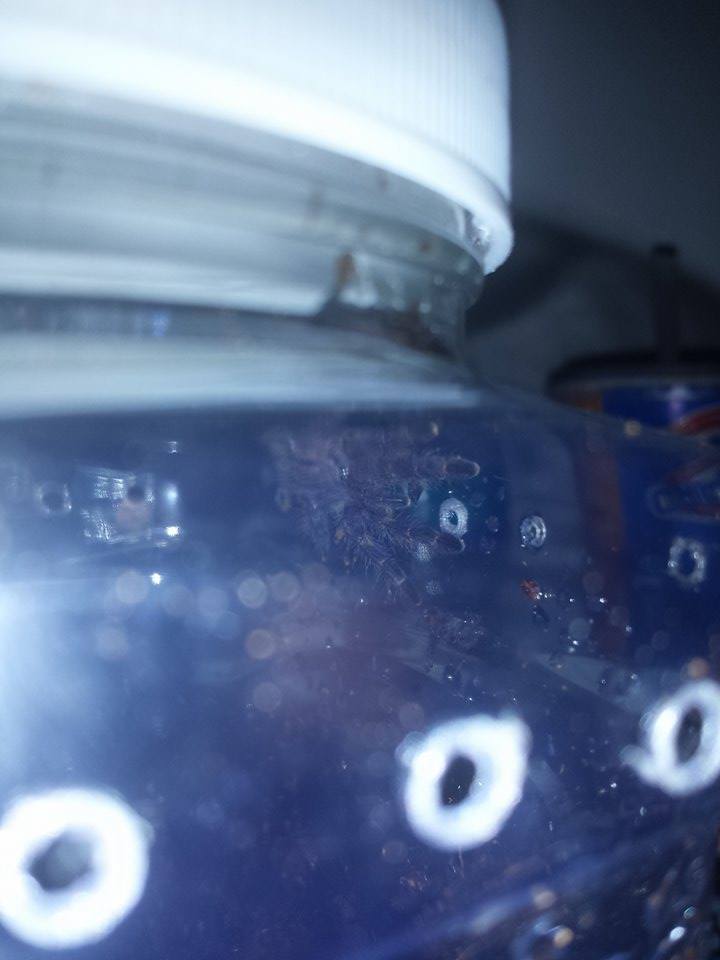 P. Metallica exploring enclosure