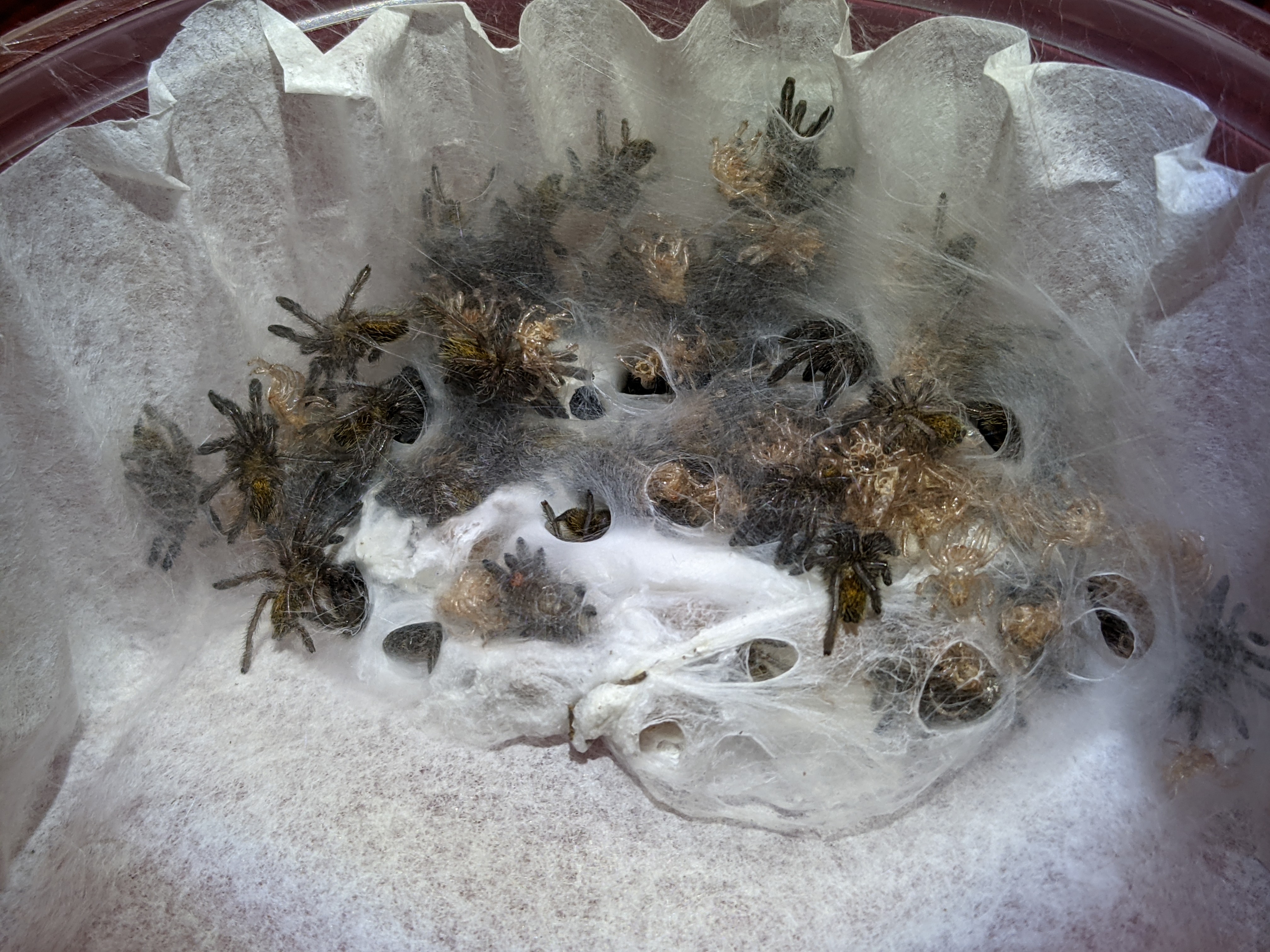 P murinus sac maturing quickly