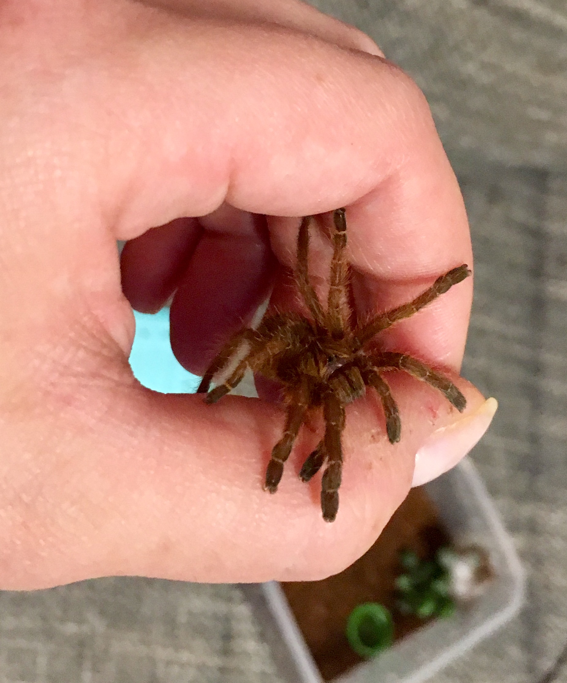 P murinus "Sunshine"