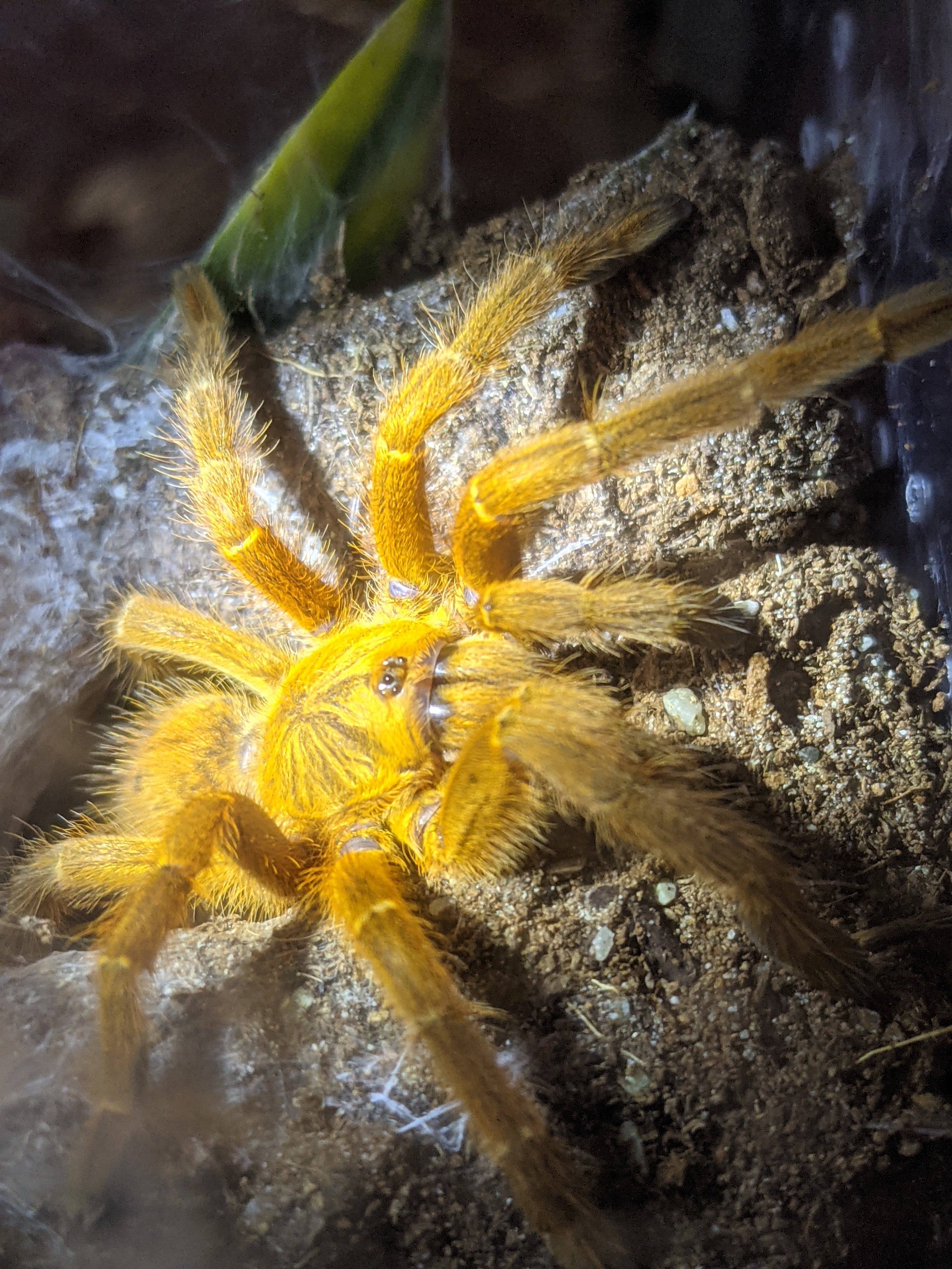 P murinus "Thing 2" chillaxing