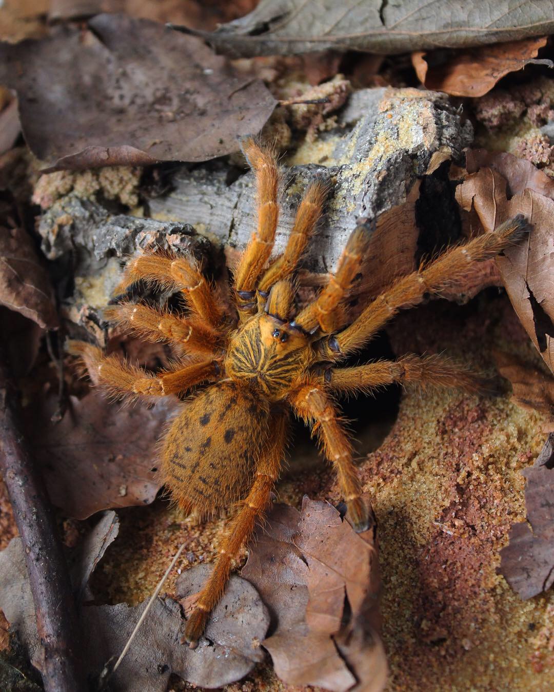 P. murinus UMV