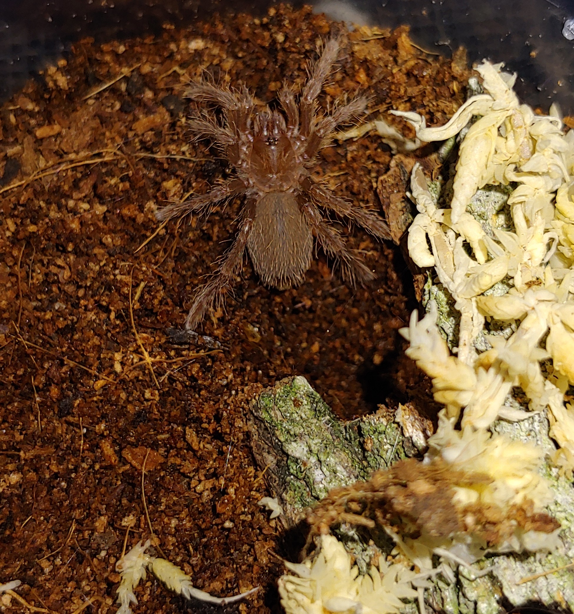 P.muticus sling