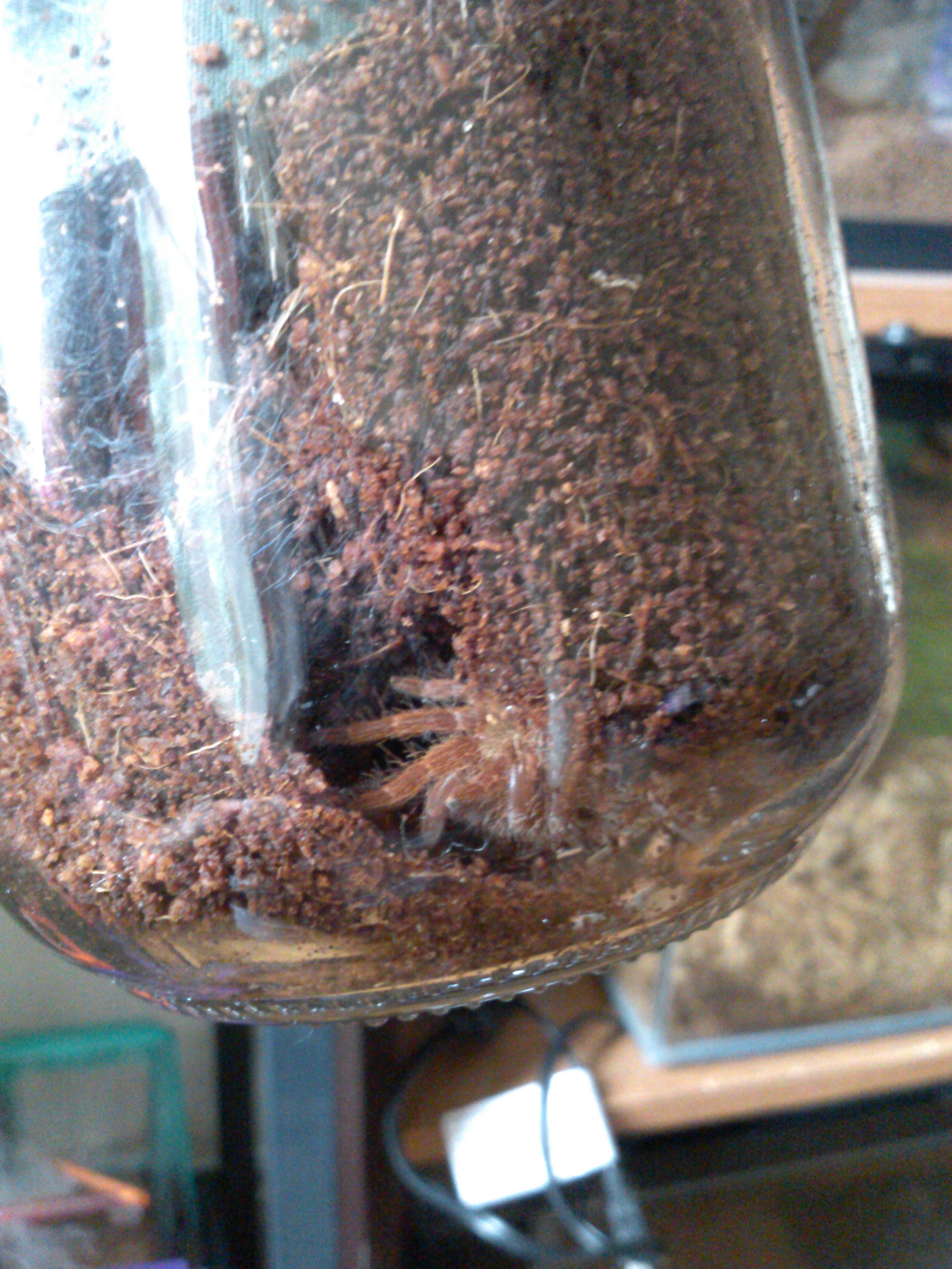 p.muticus
