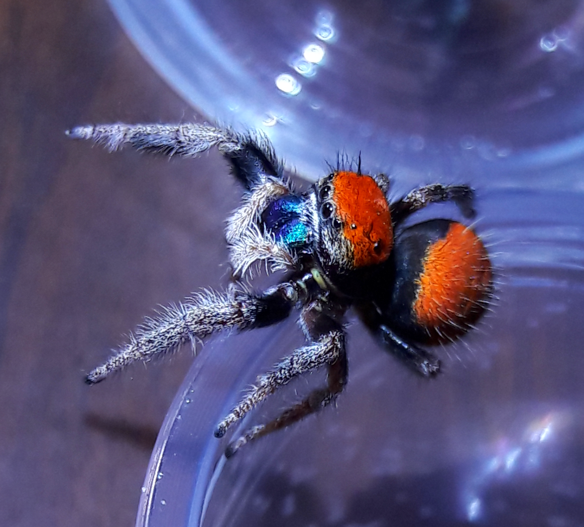 P nikites 'grey legs'