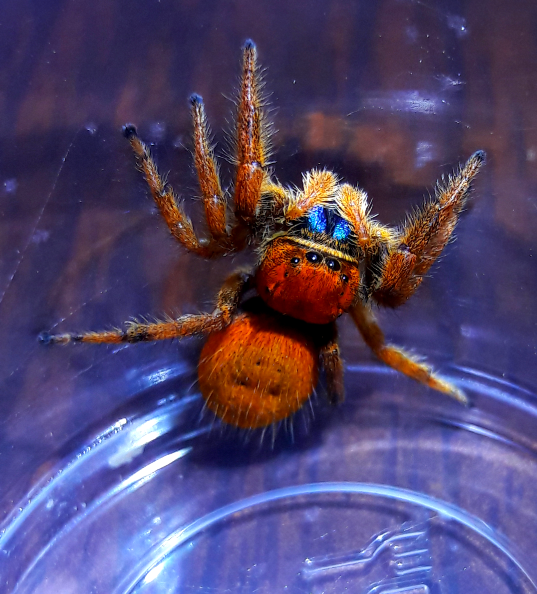 P nikites 'high orange' AF