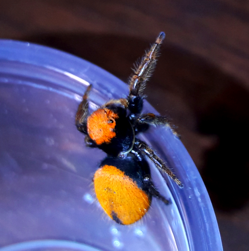 P. Nikites 'yellow orange'