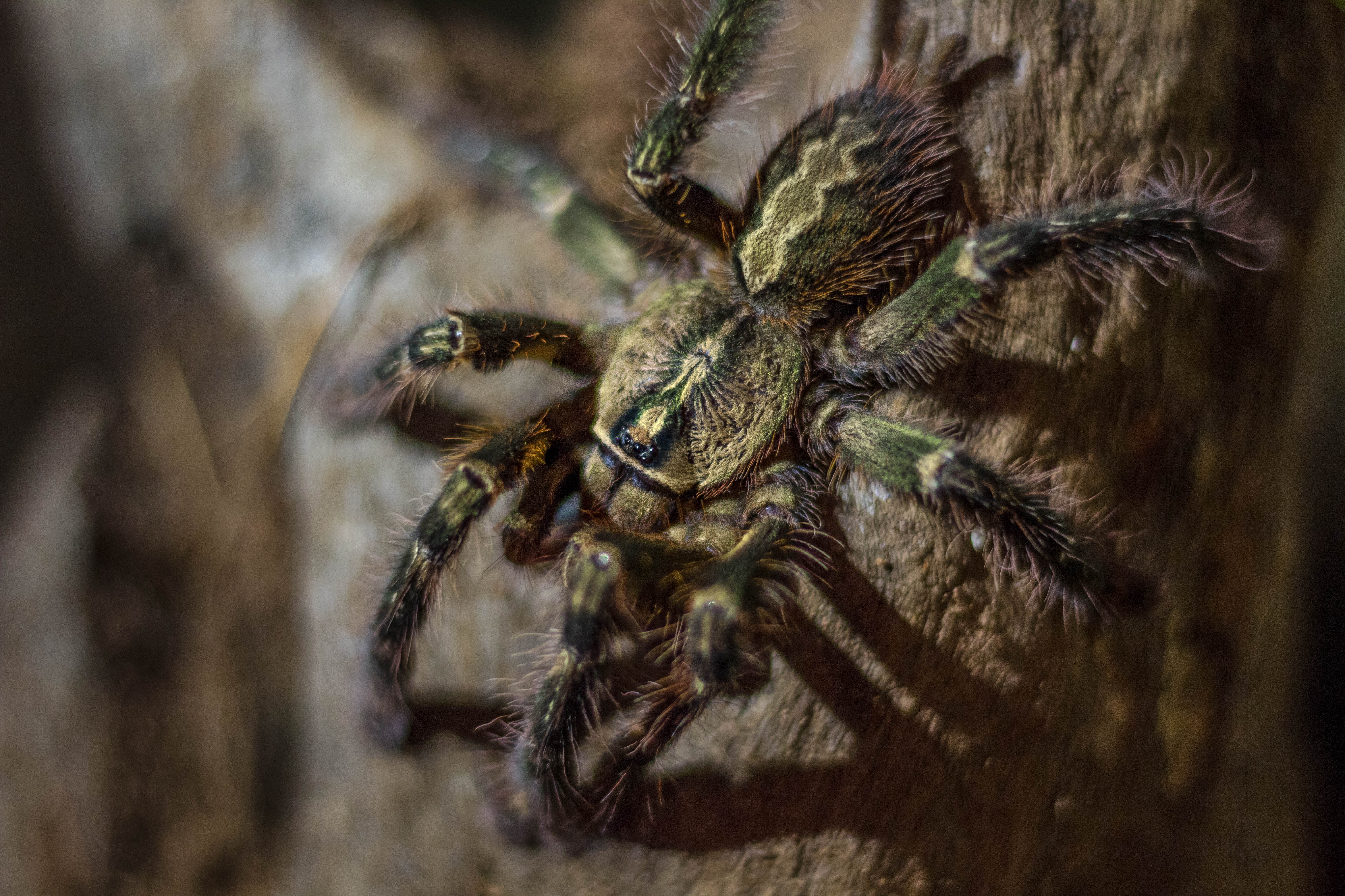 P ornata “Hissy”