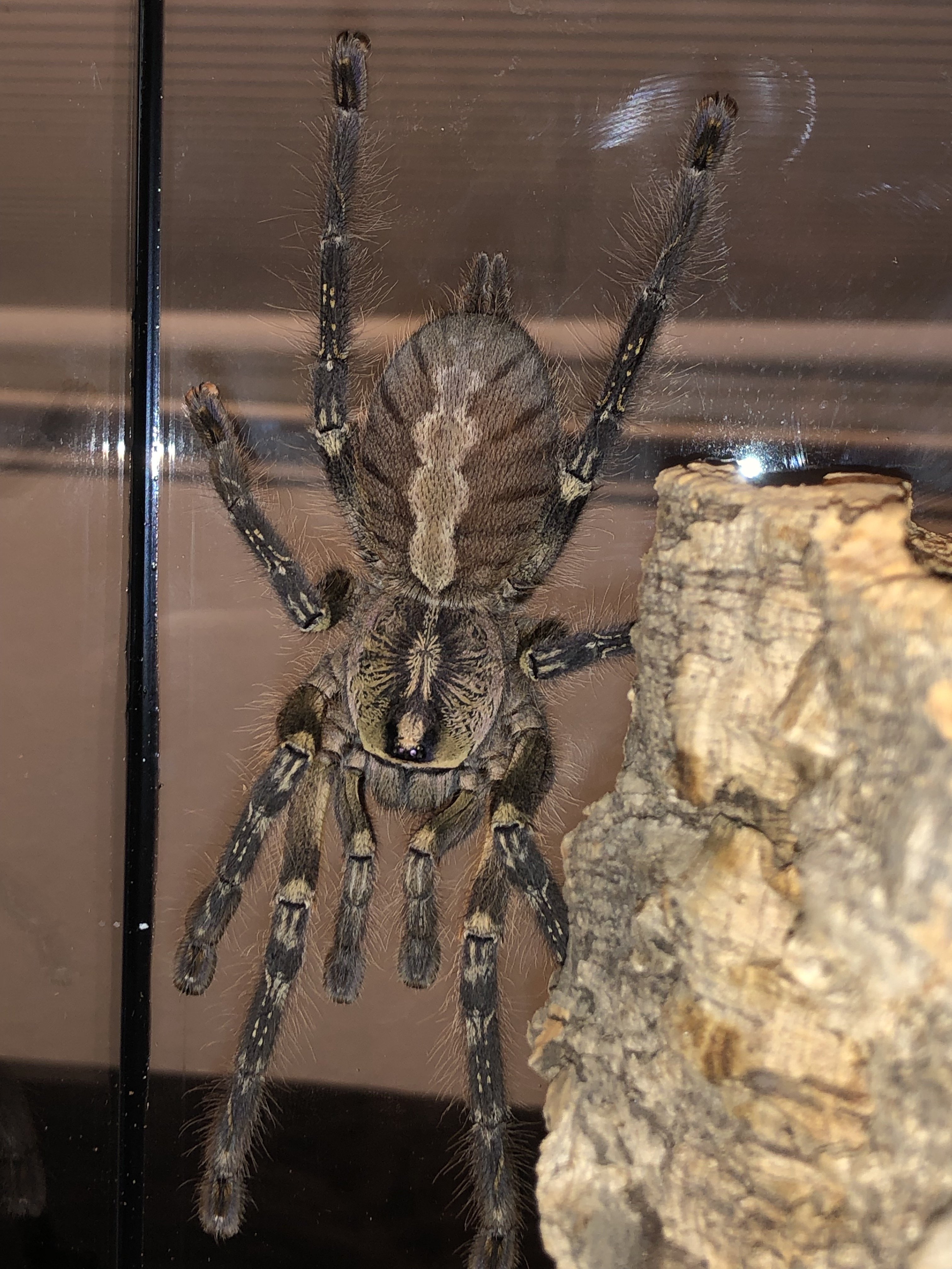 P. ornata female