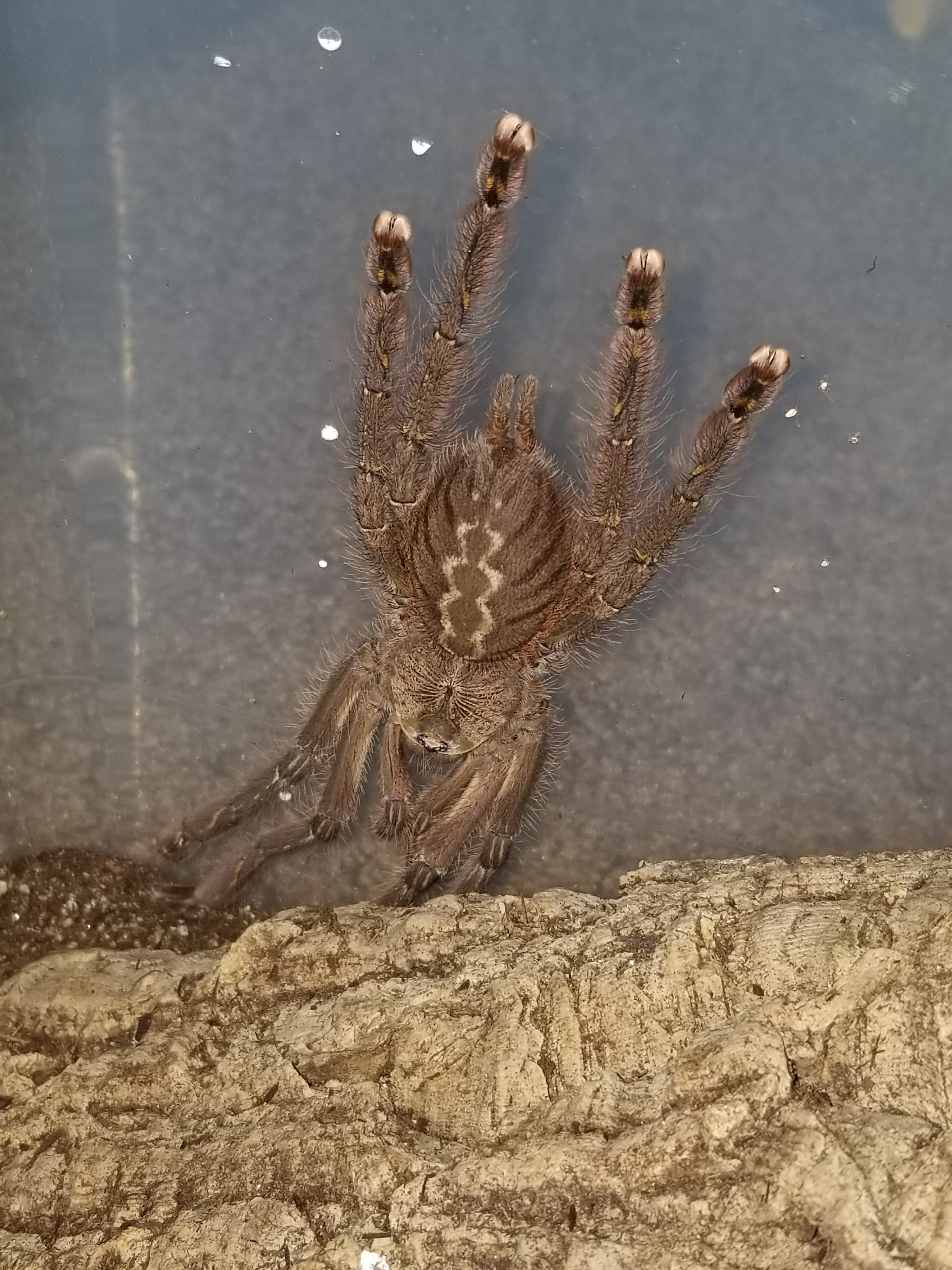 P.ornata male