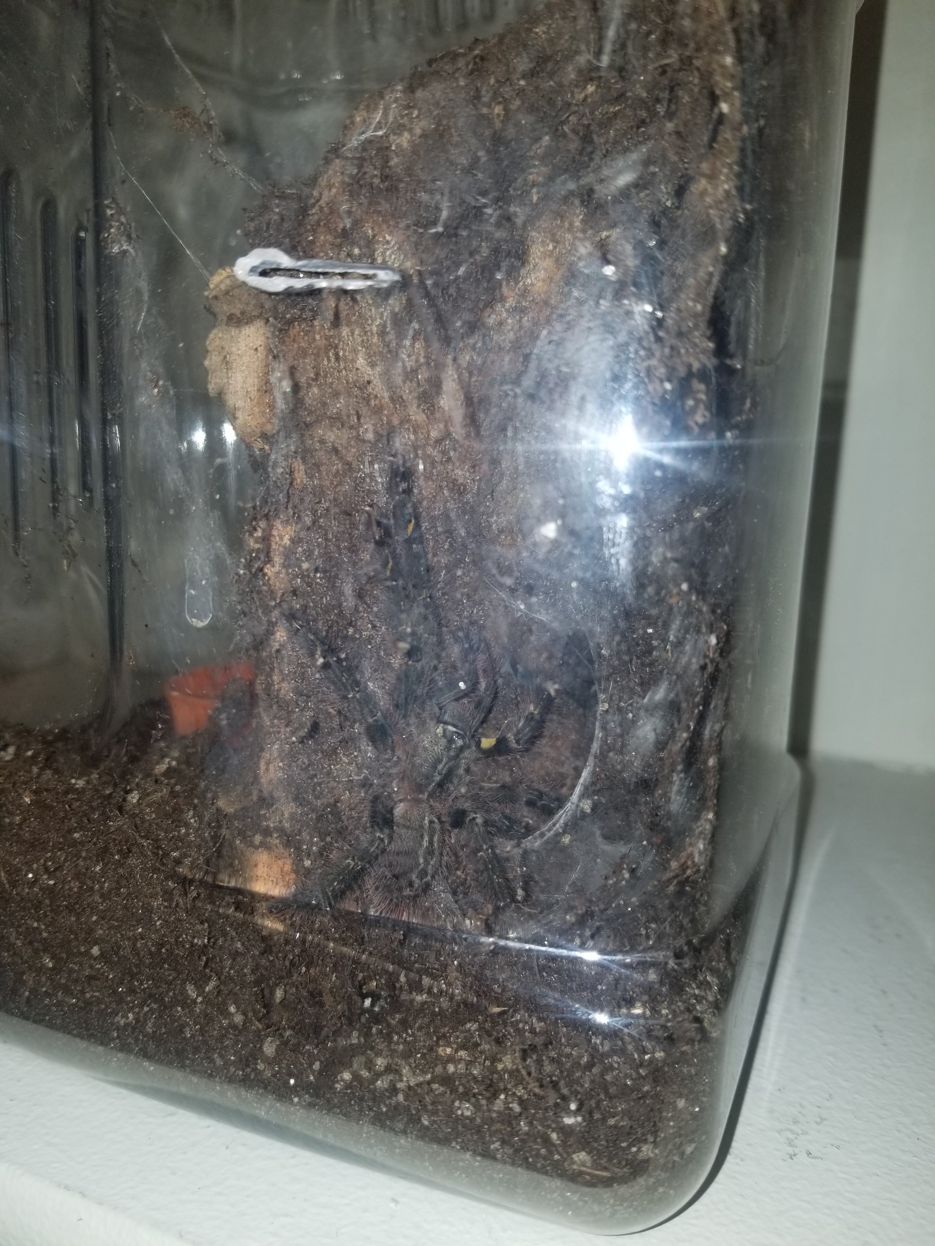 P.ornata sling after molt