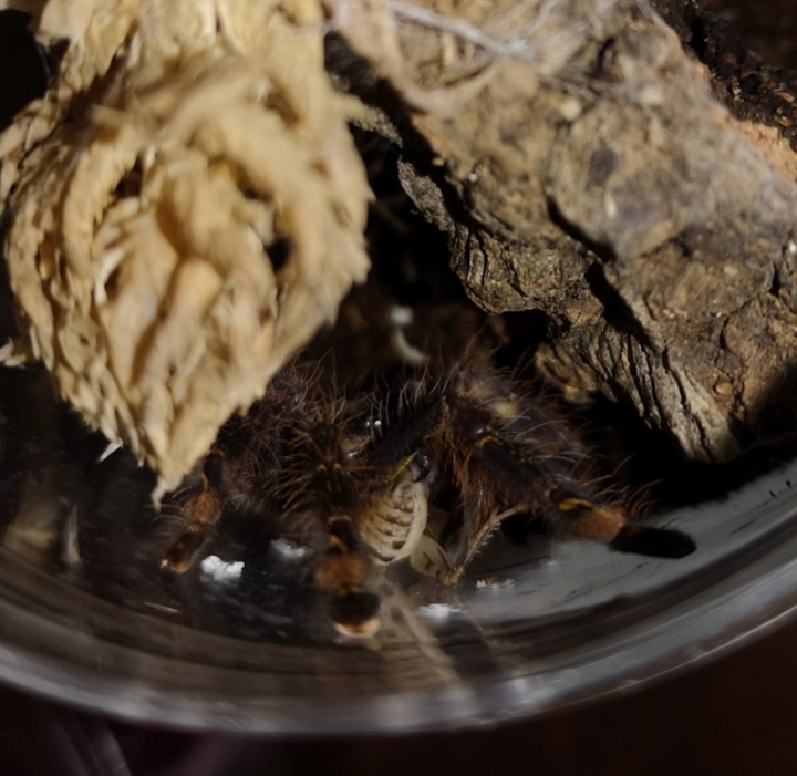 P. Ornata sling