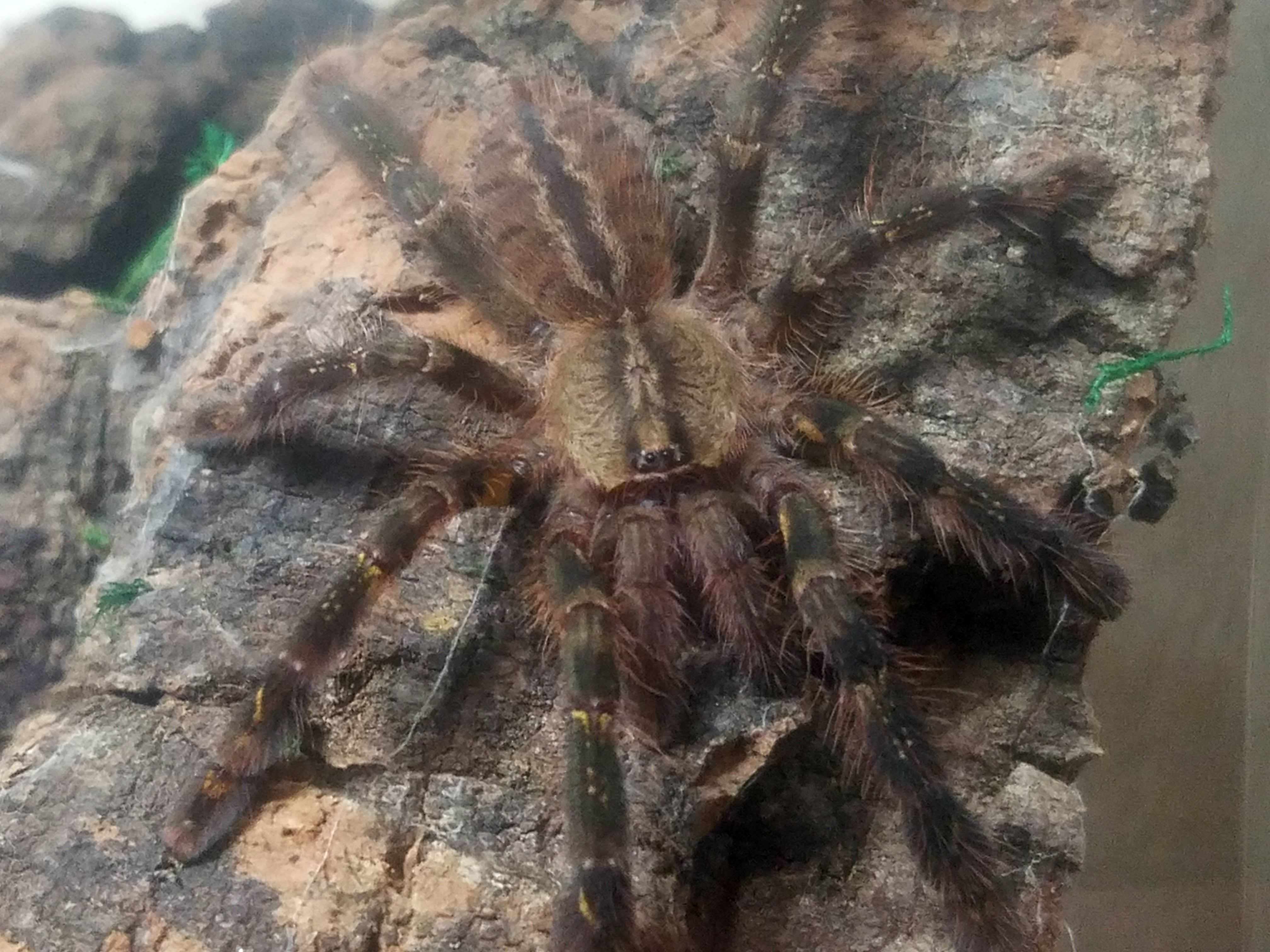 P. Ornata