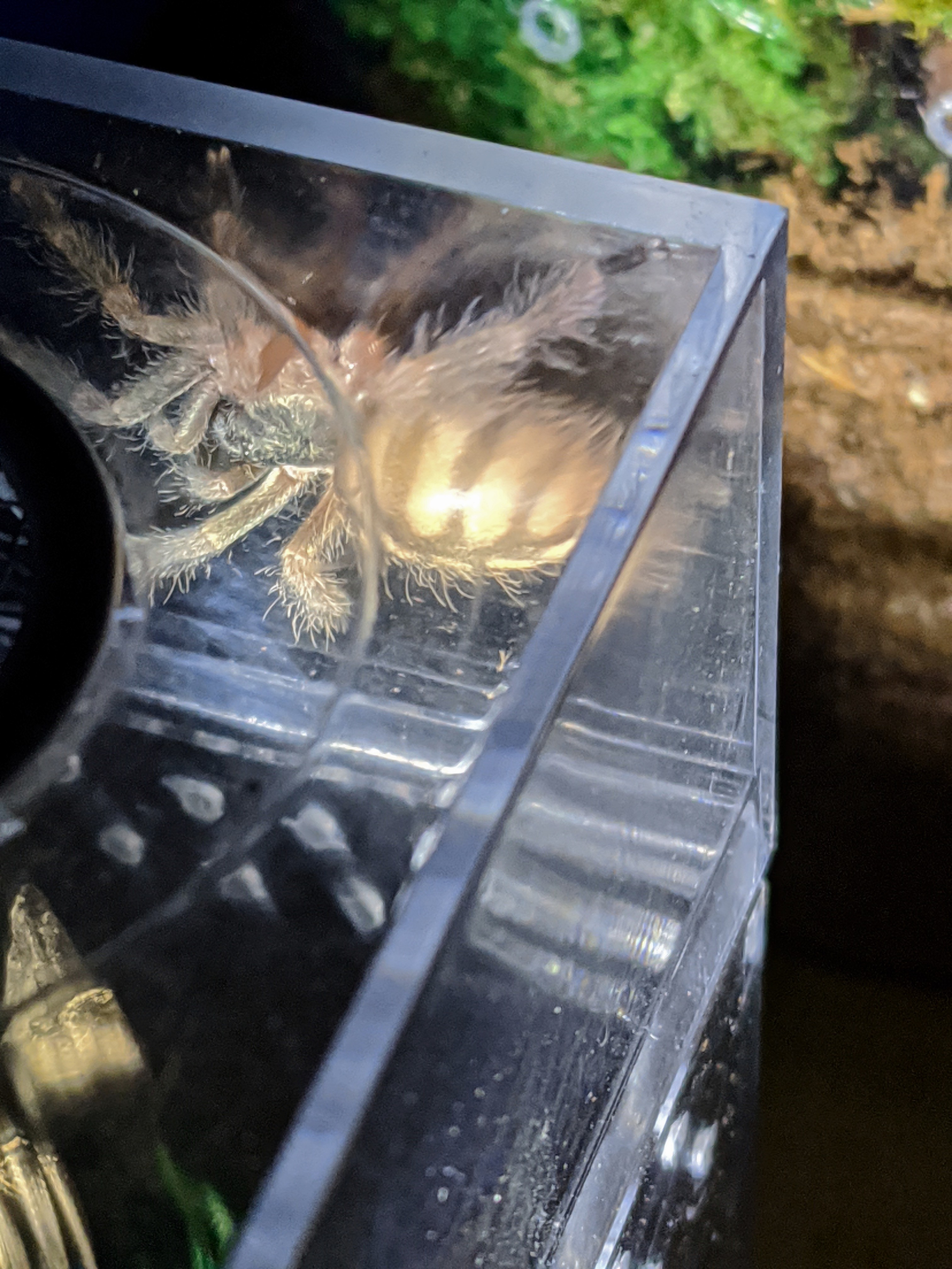 P "phat booty" gigas sling