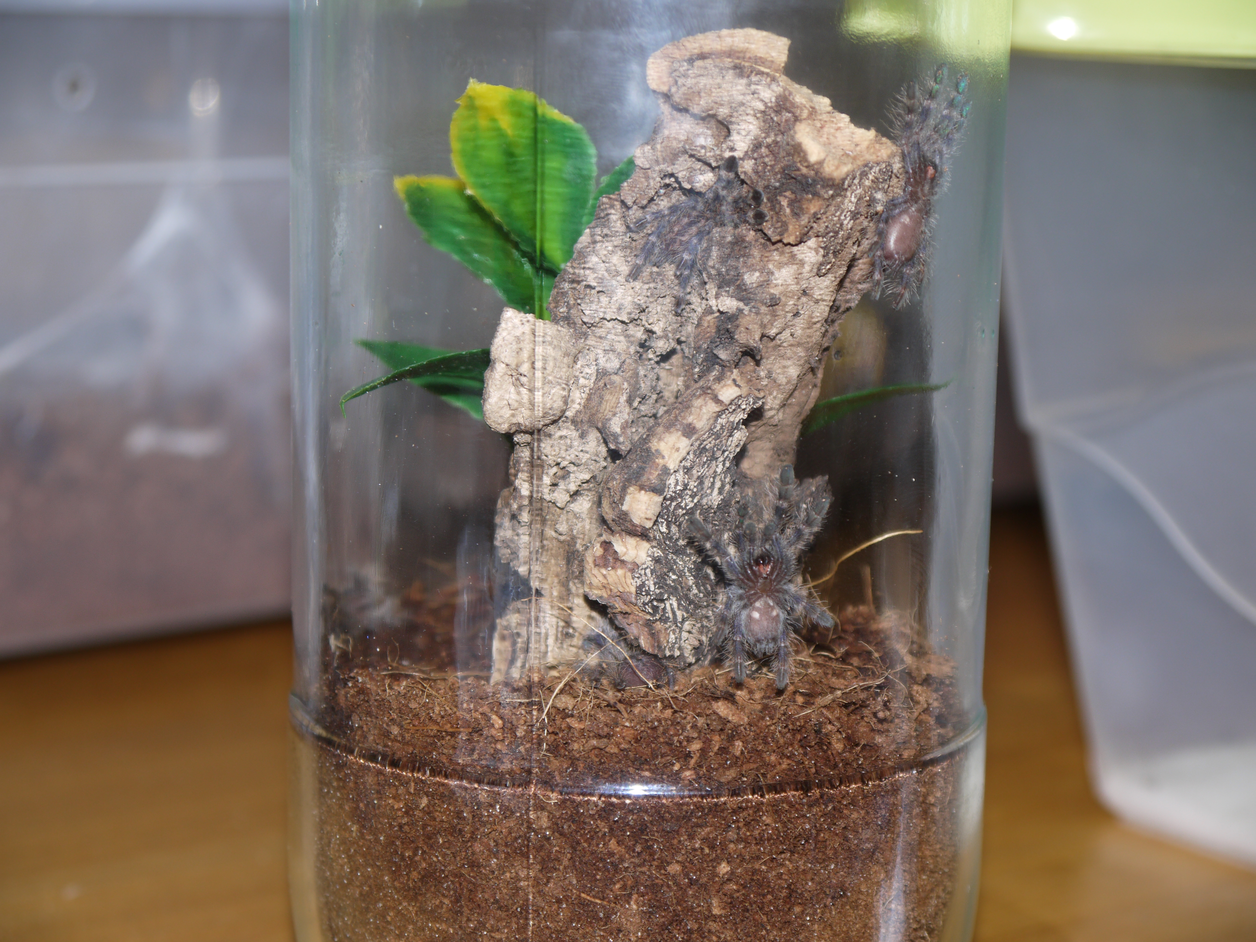 P. regalis communal setup (zoom in!)