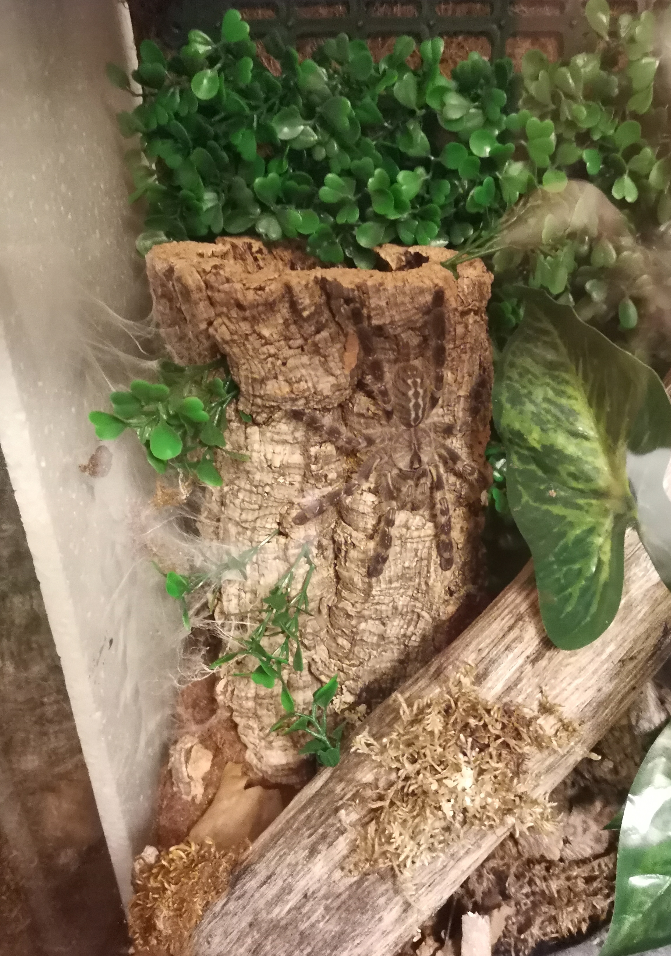 P. Regalis relaxing