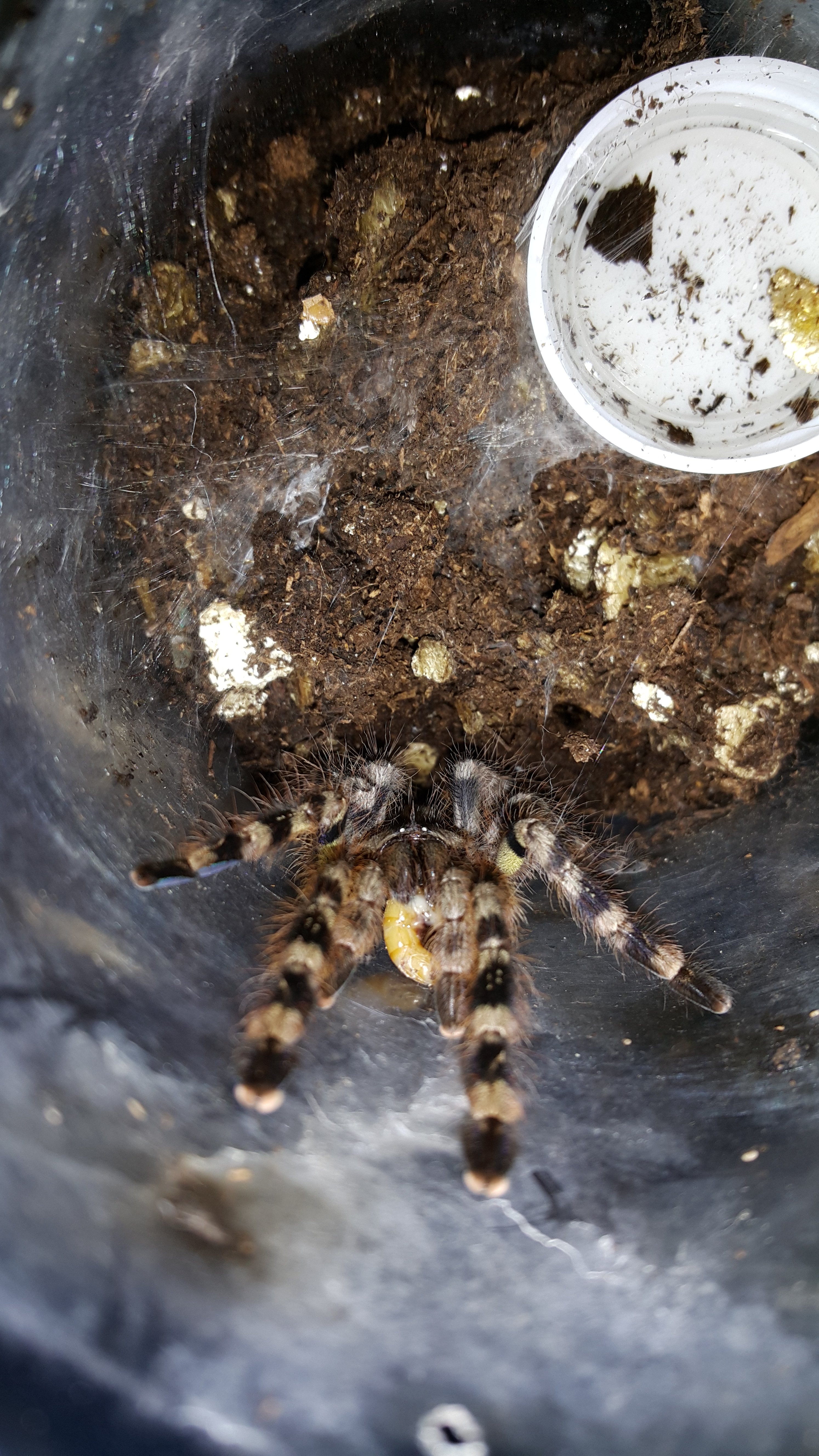 P.Regalis sling feeding