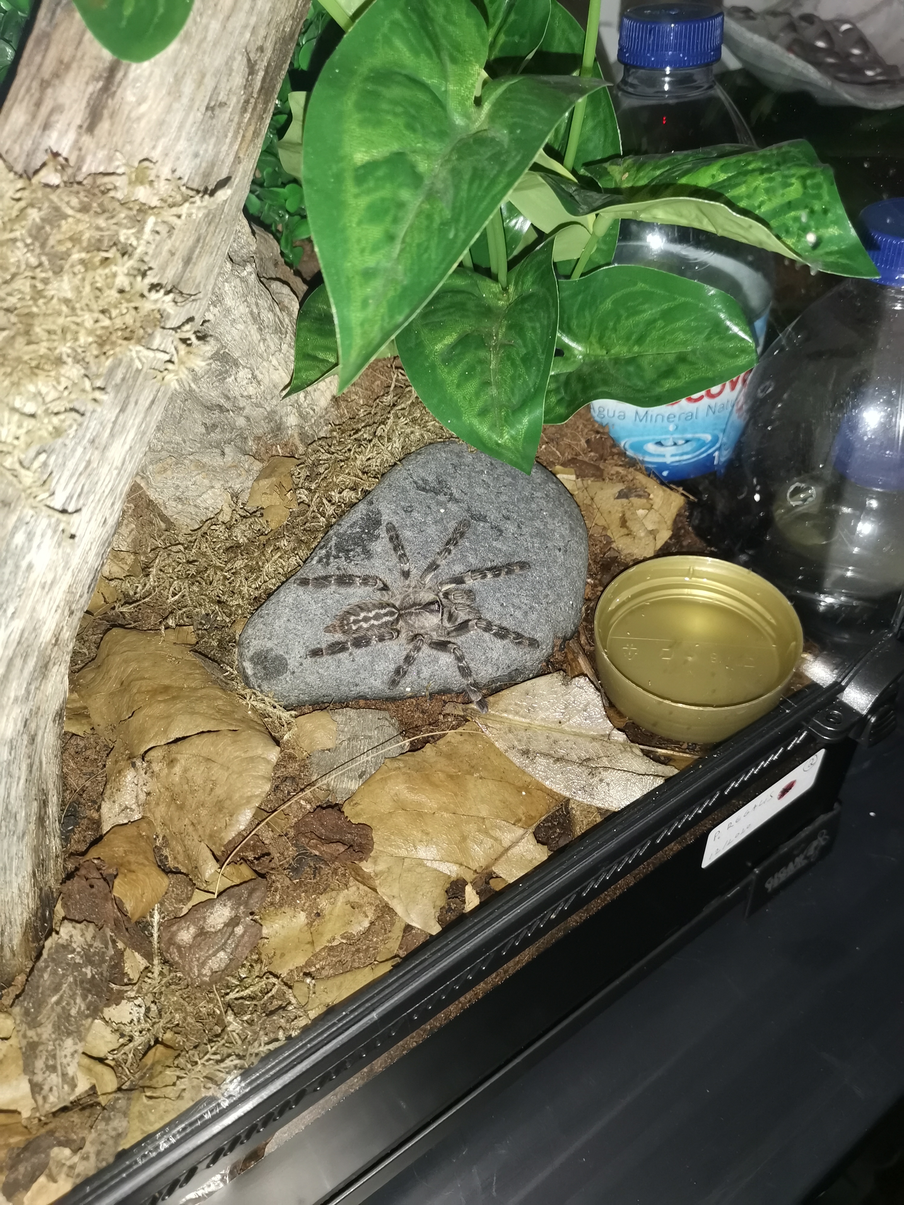 P. Regalis