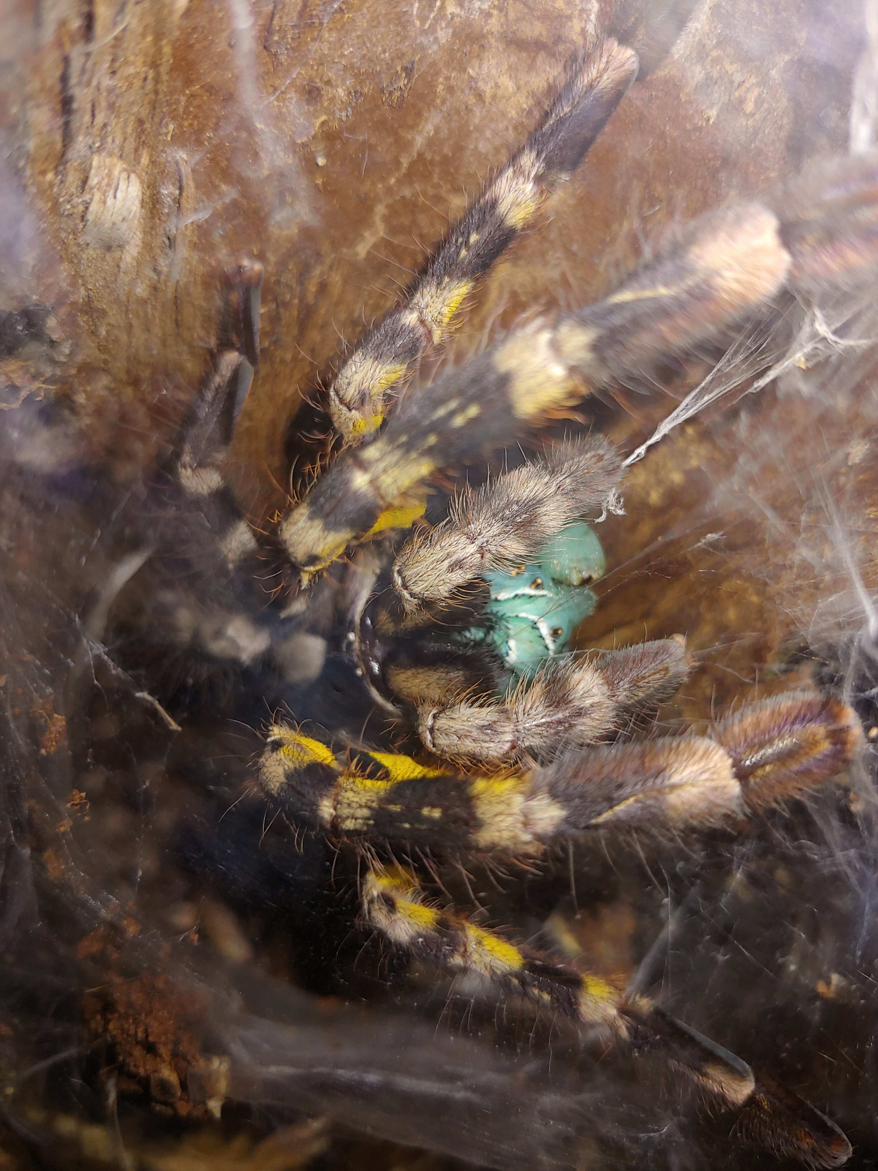 P.regalis